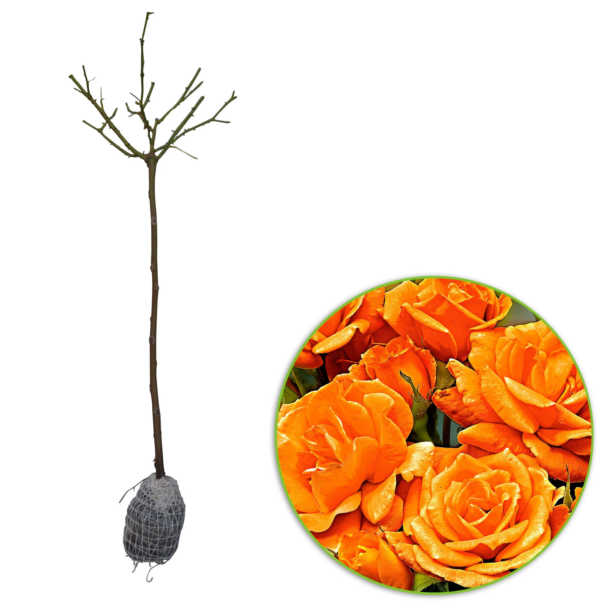 Rosier-tige Rosa 'Orange Sensation' orangé - Plants à racines nues - Image 9