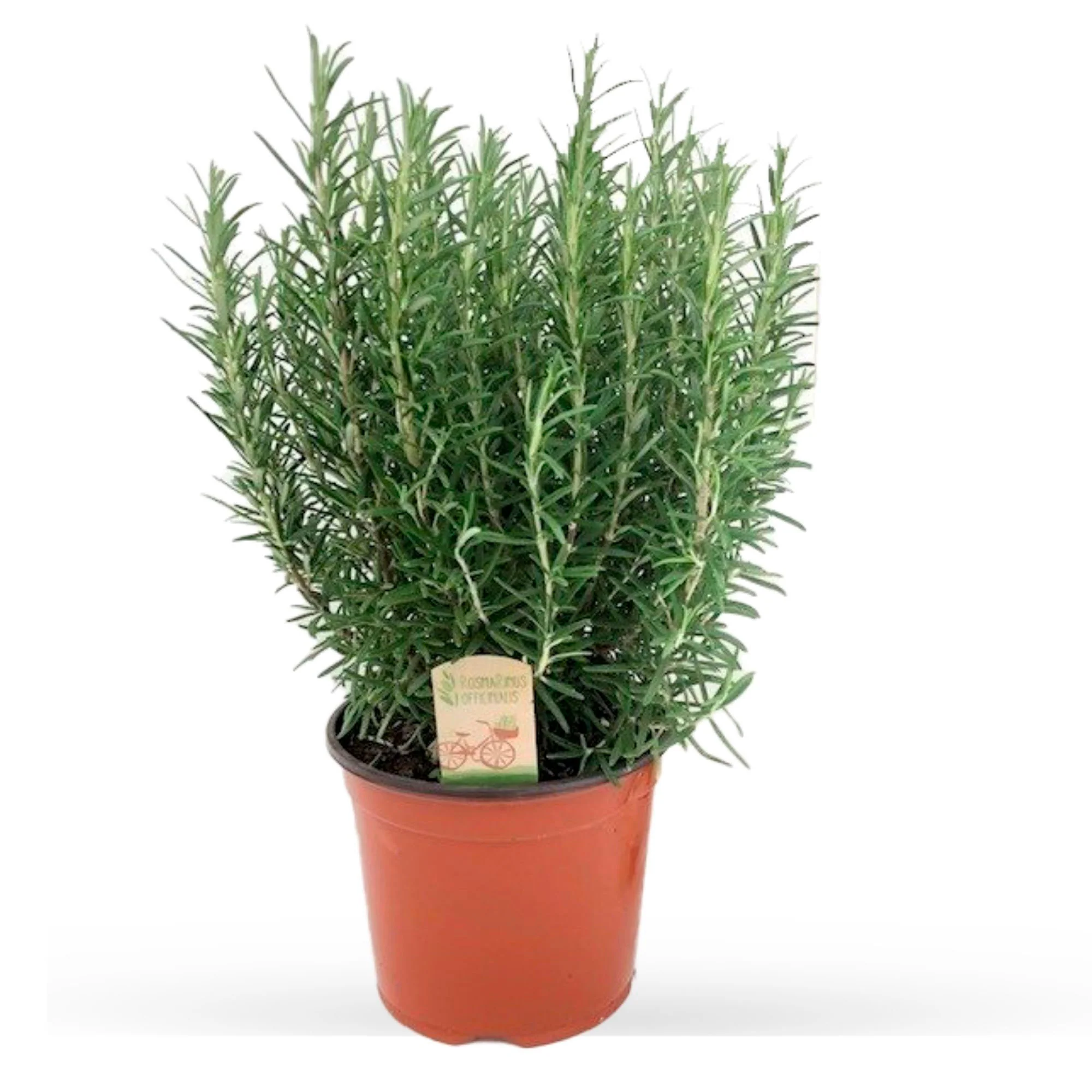 Rosmarinus officinalis Vert - Image 3