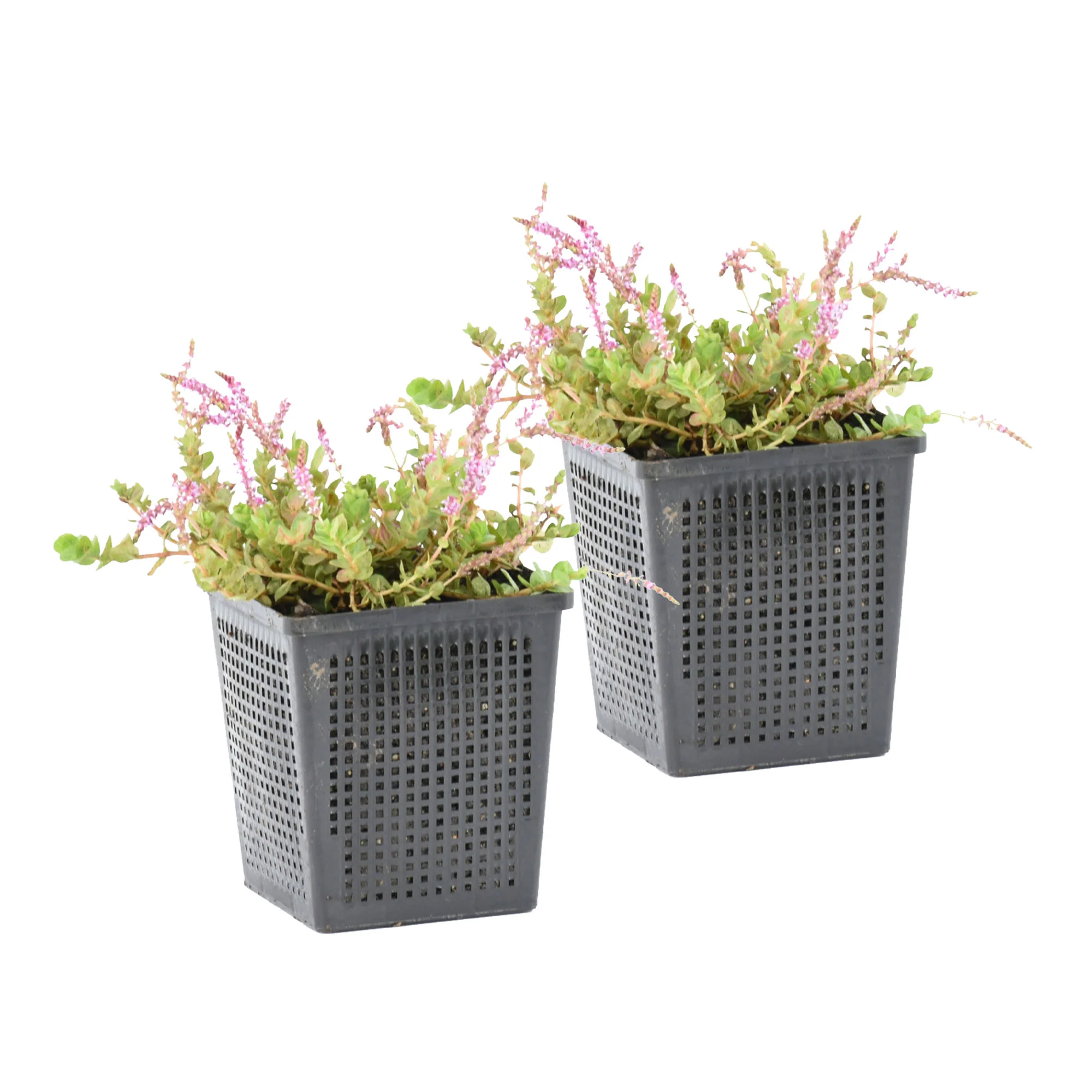 Rotala Indica rose - Plante oxygénante - Image 4