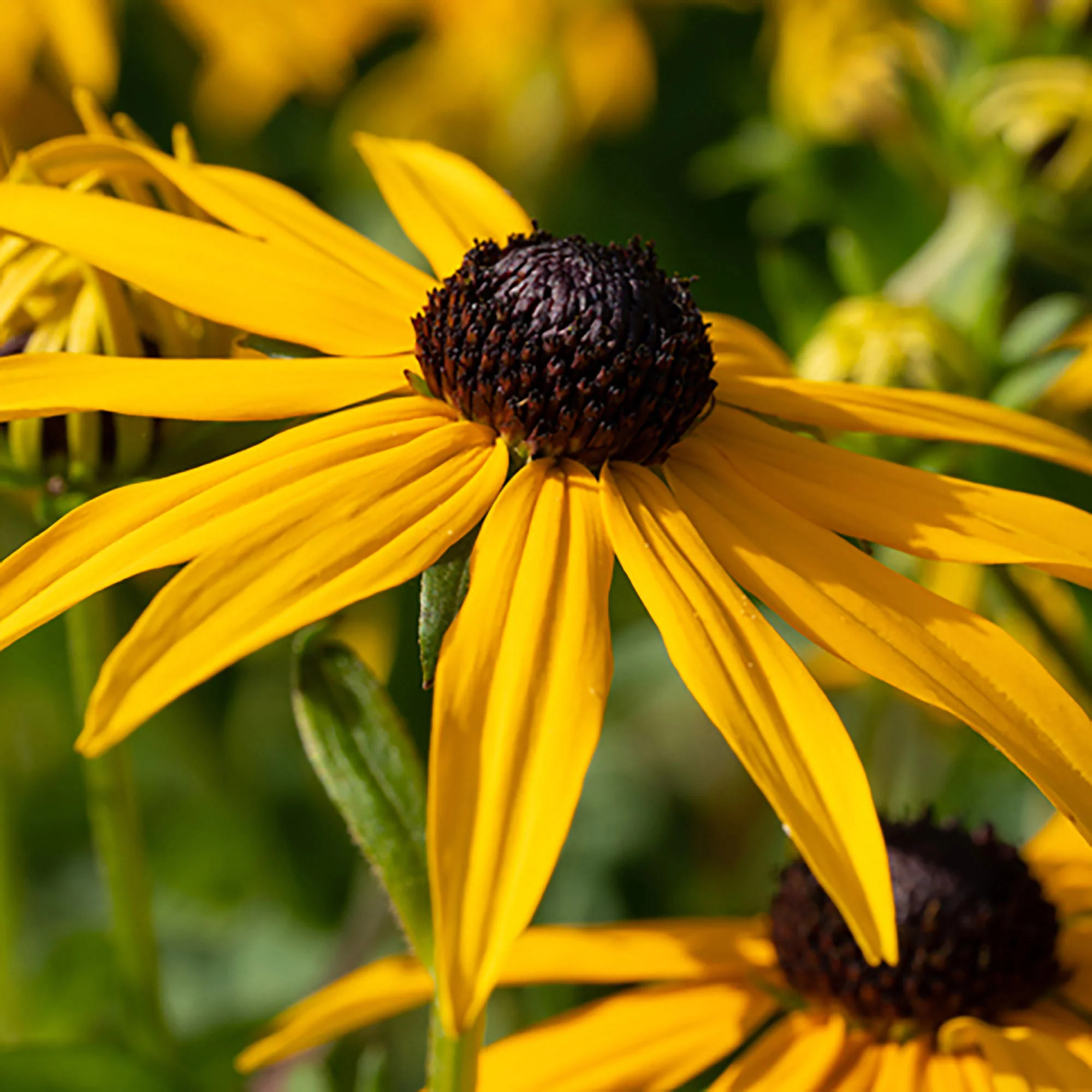 Rudbeckie Rudbeckia 'Goldsturm' Jaune