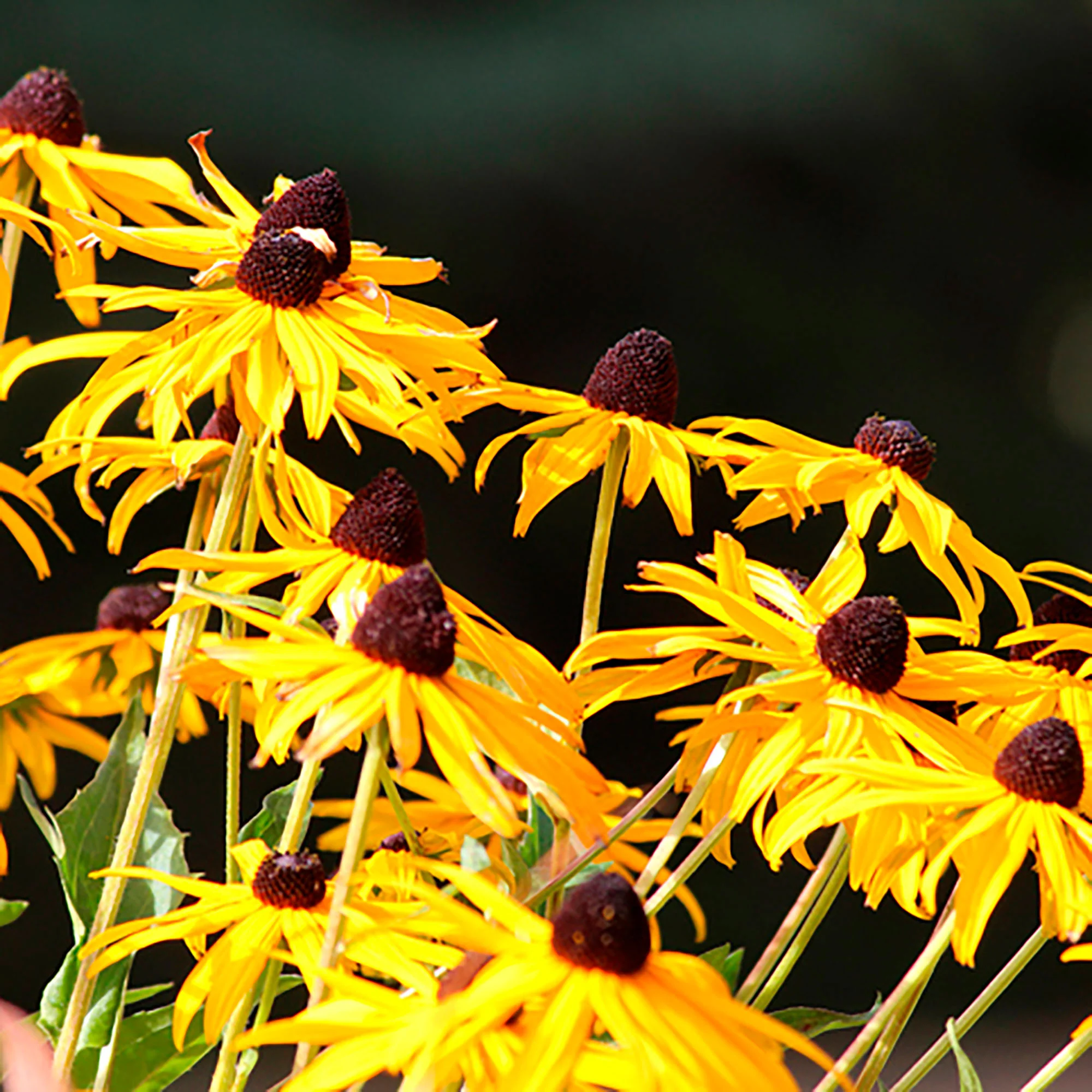 Rudbeckie Rudbeckia 'Goldsturm' Jaune - Image 2