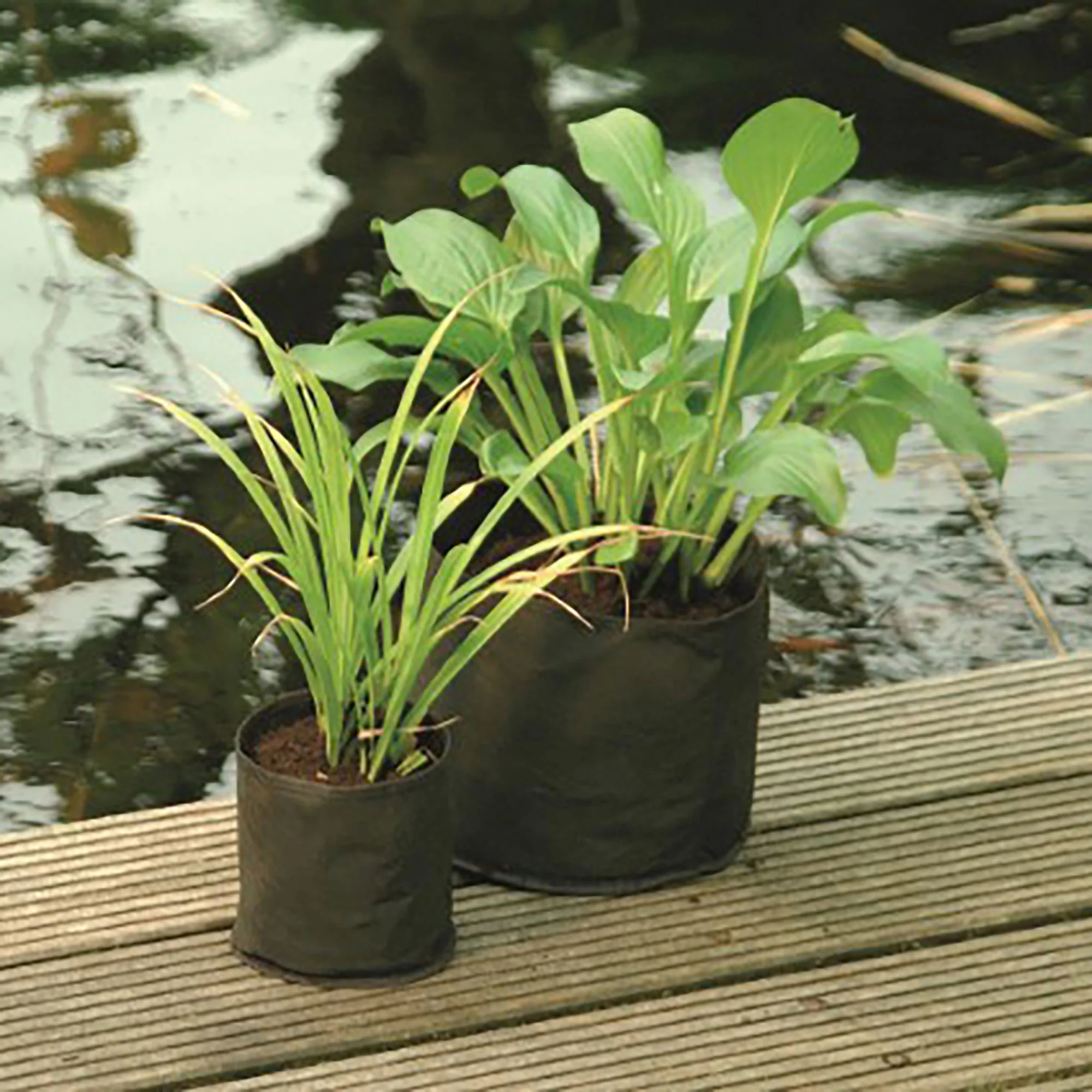 Sachet de plantes aquatiques - Rond - Image 3