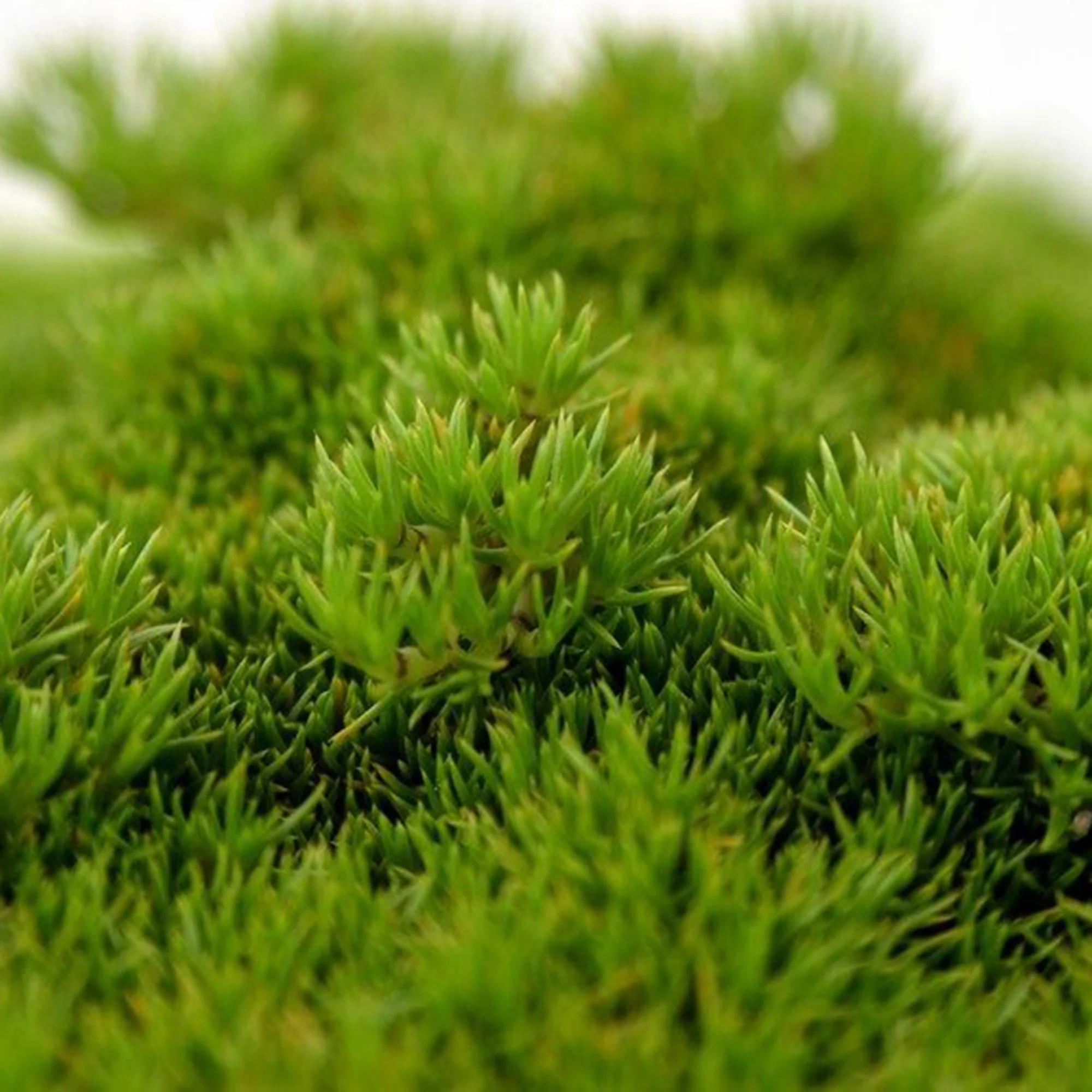 Sagine subulée Sagina 'Forest Green' Vert - Image 3