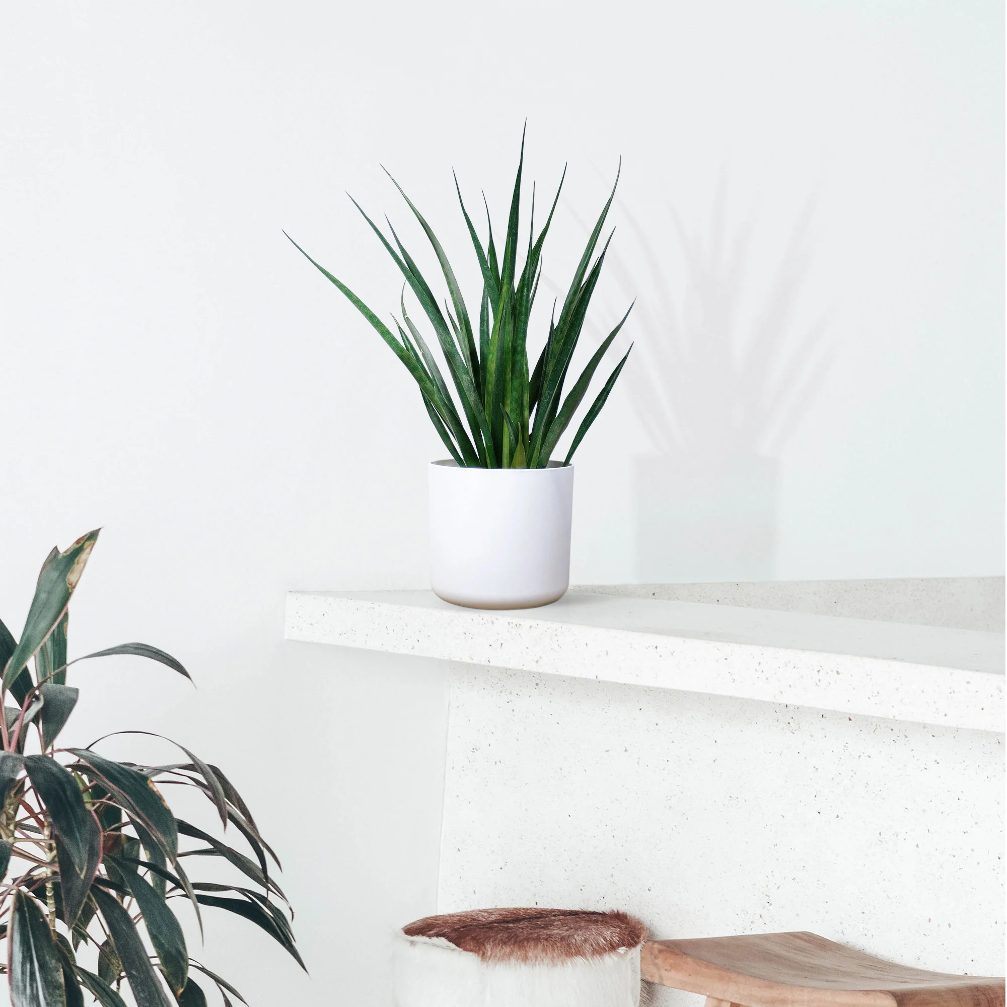 Sansevieria 'Friends' avec cache-pot - Image 2