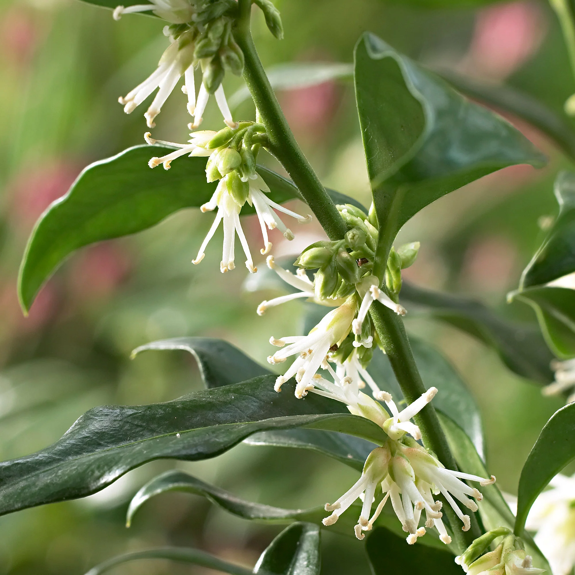 Sarcococca  confusa Jaune-Blanc - Image 2