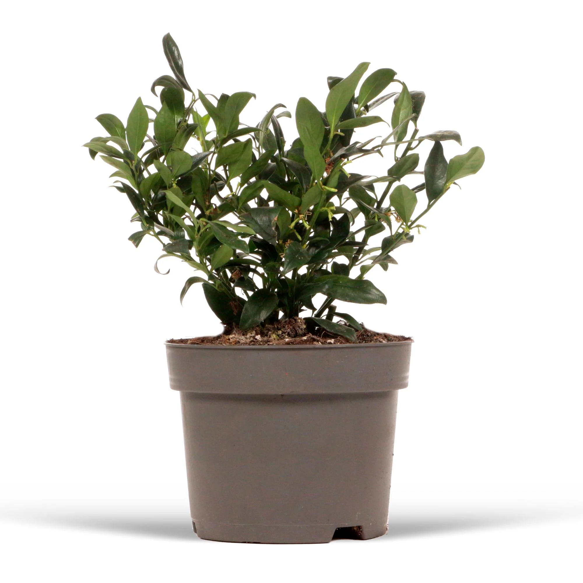 Sarcococca  confusa Jaune-Blanc - Image 3