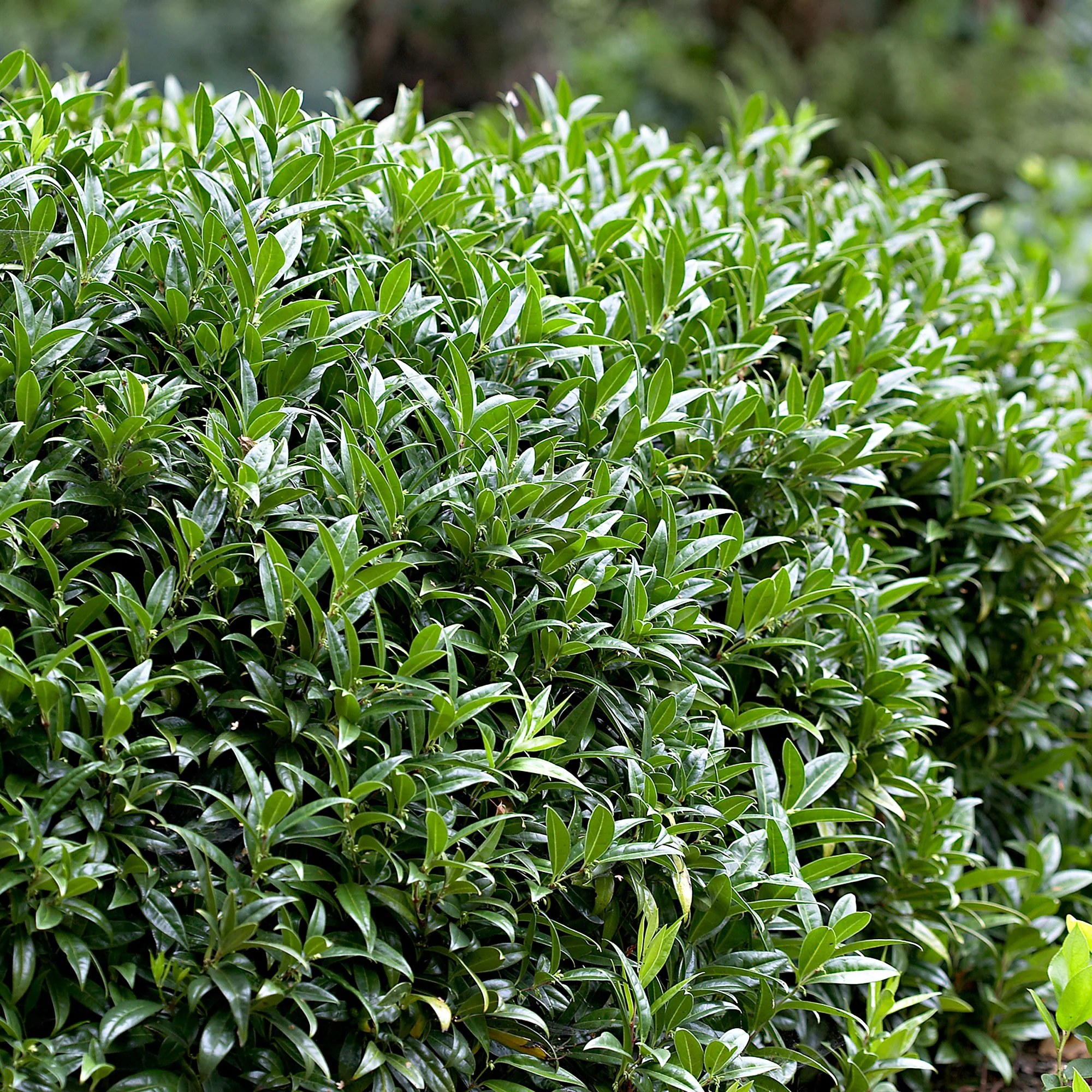 Sarcococca  confusa Jaune-Blanc - Image 4