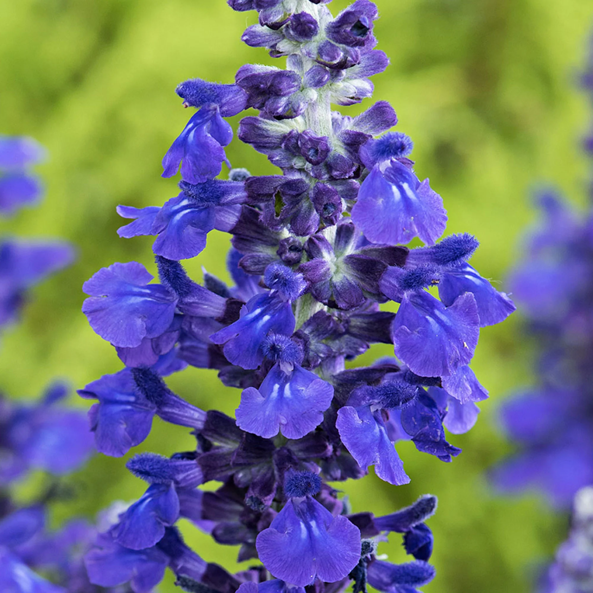Sauge Salvia 'Misty' bleu - Image 3