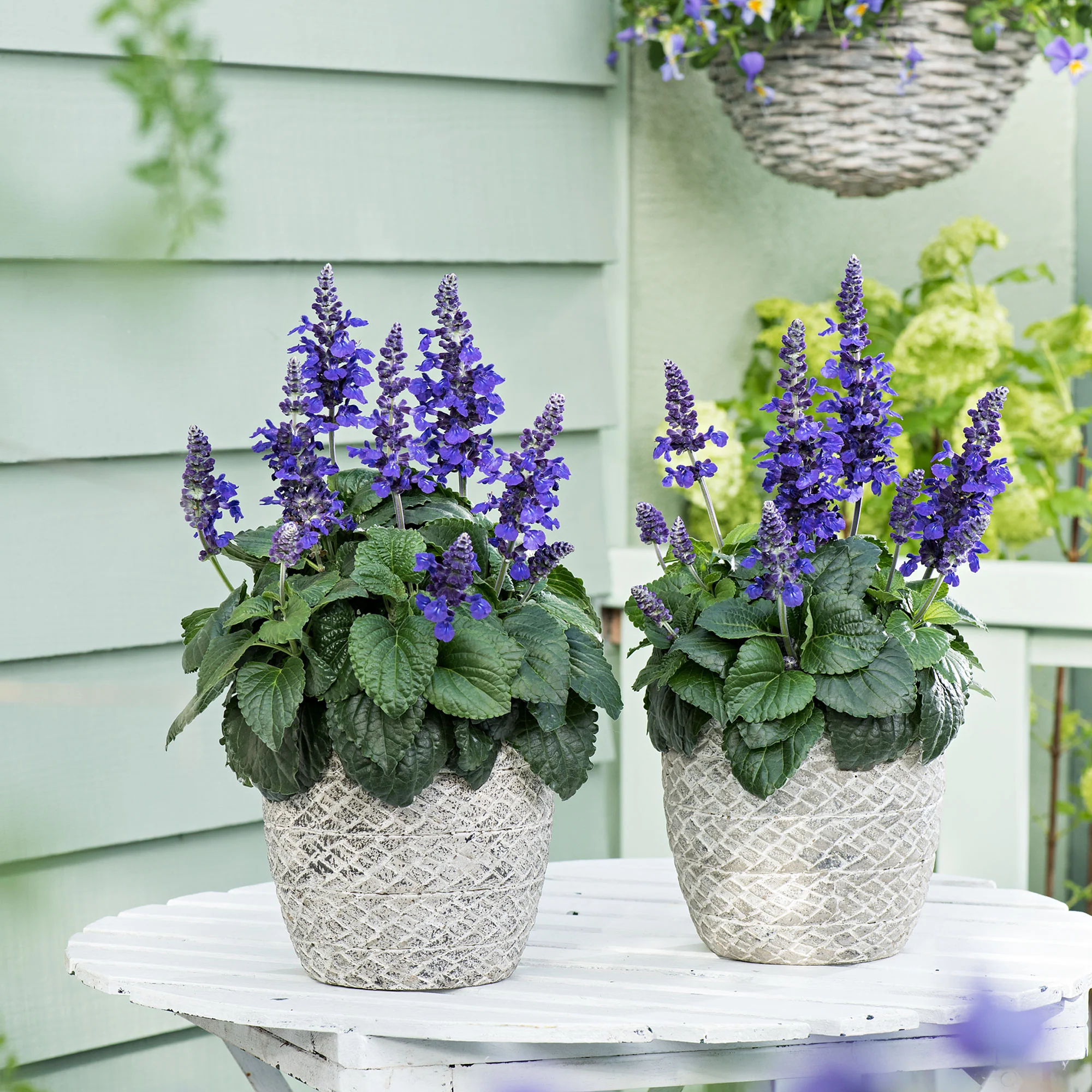 Sauge Salvia 'Misty' bleu - Image 6