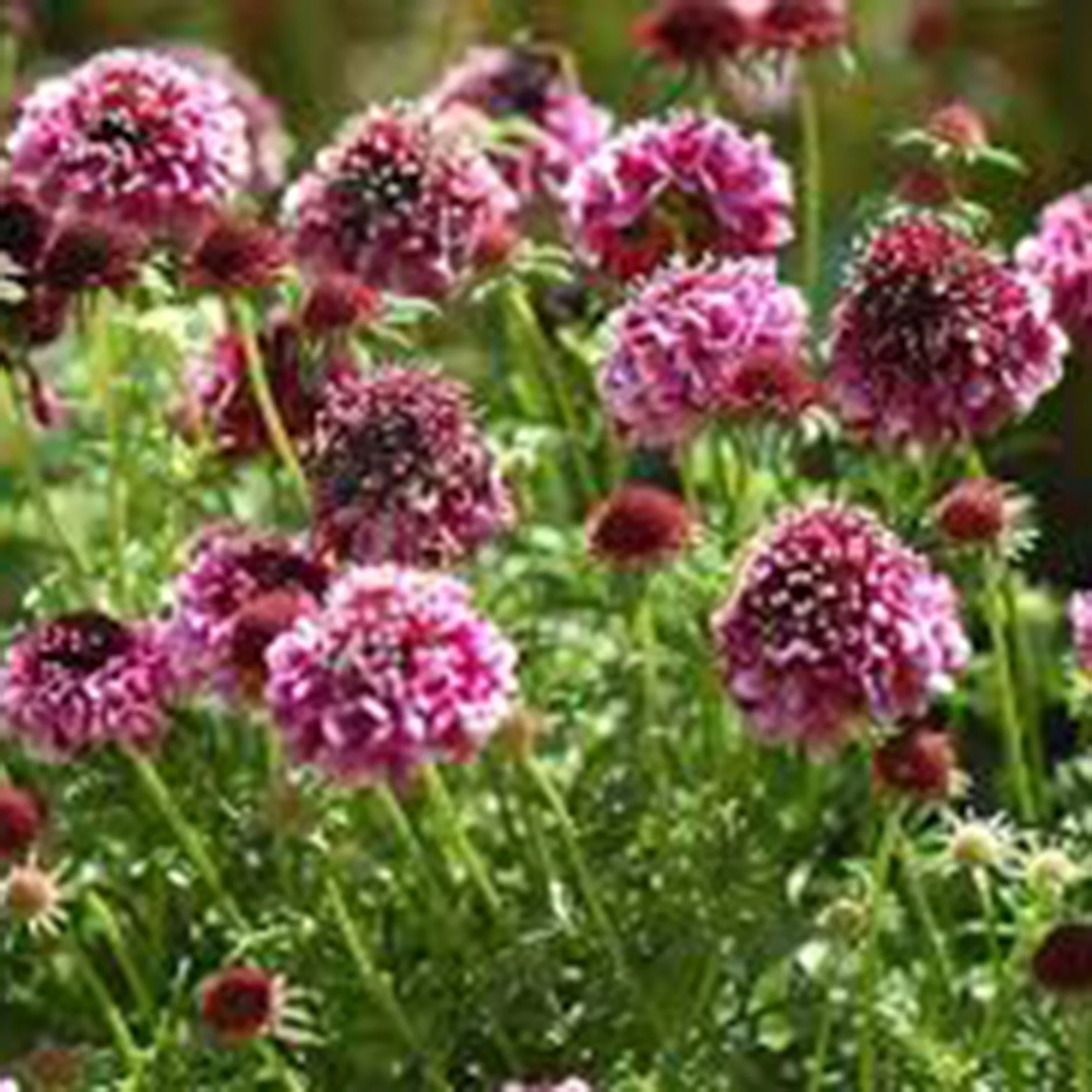 Scabieuse colombaire Scabiosa 'Barocca' Violet-Noir - Bio - Image 2