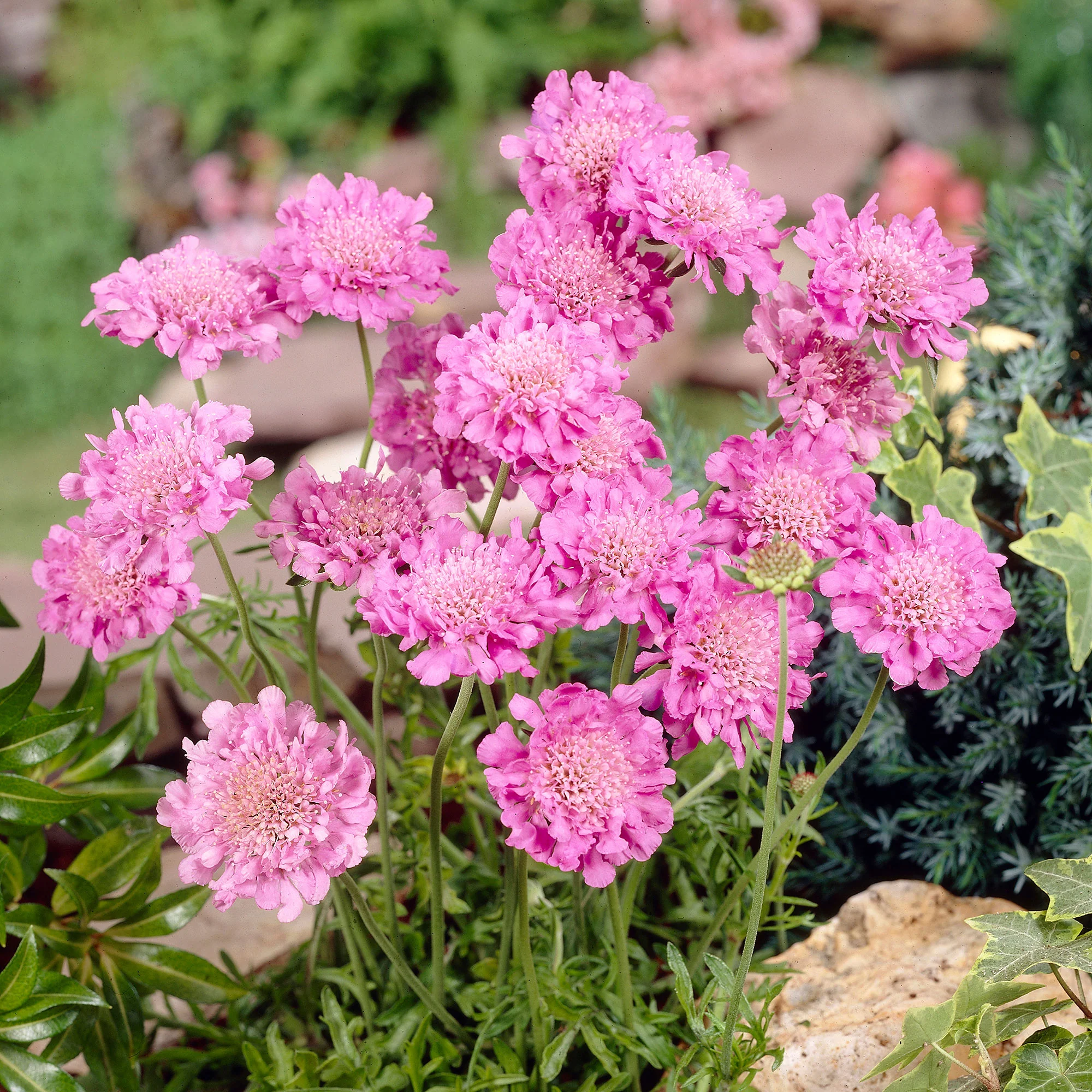 Scabieuse colombaire Scabiosa 'Pink Mist' - Biologique rose - Image 2