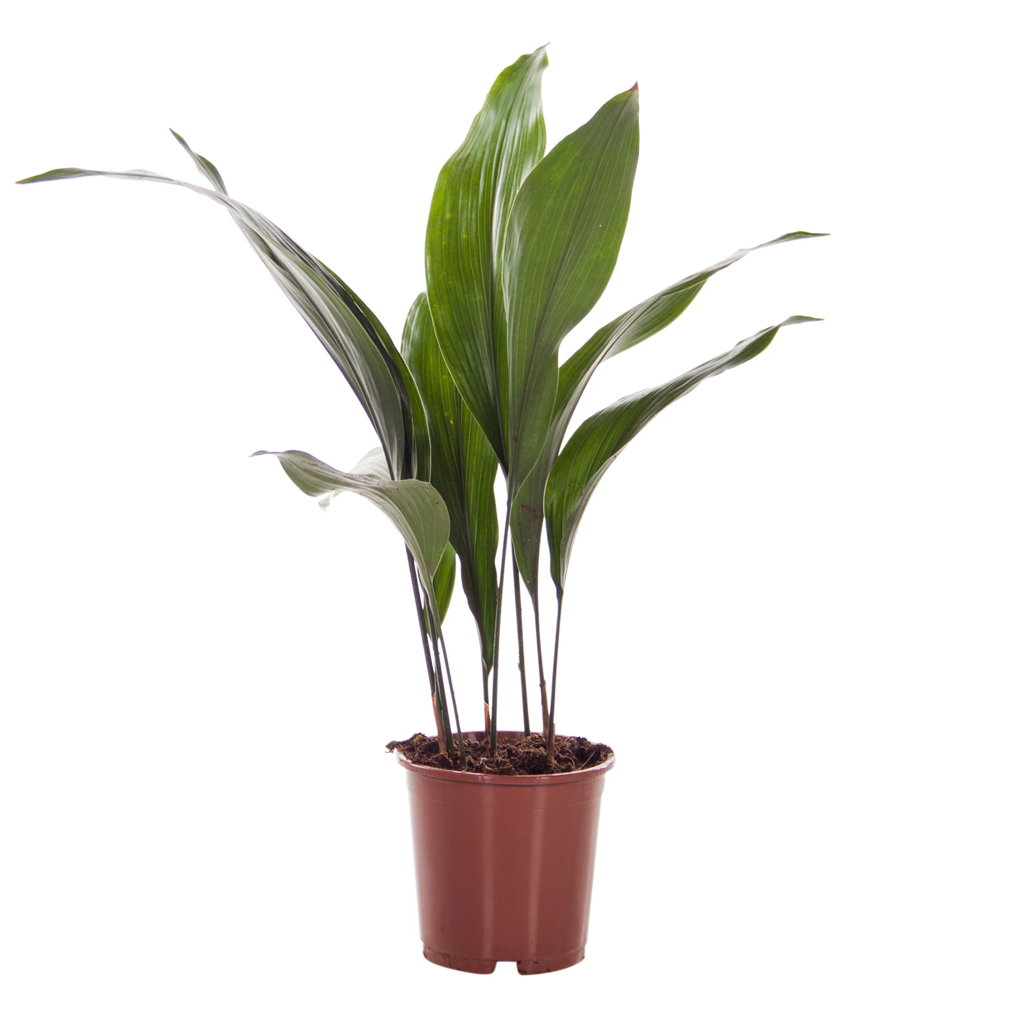 Schusterpalme Aspidistra elatior - Image 4
