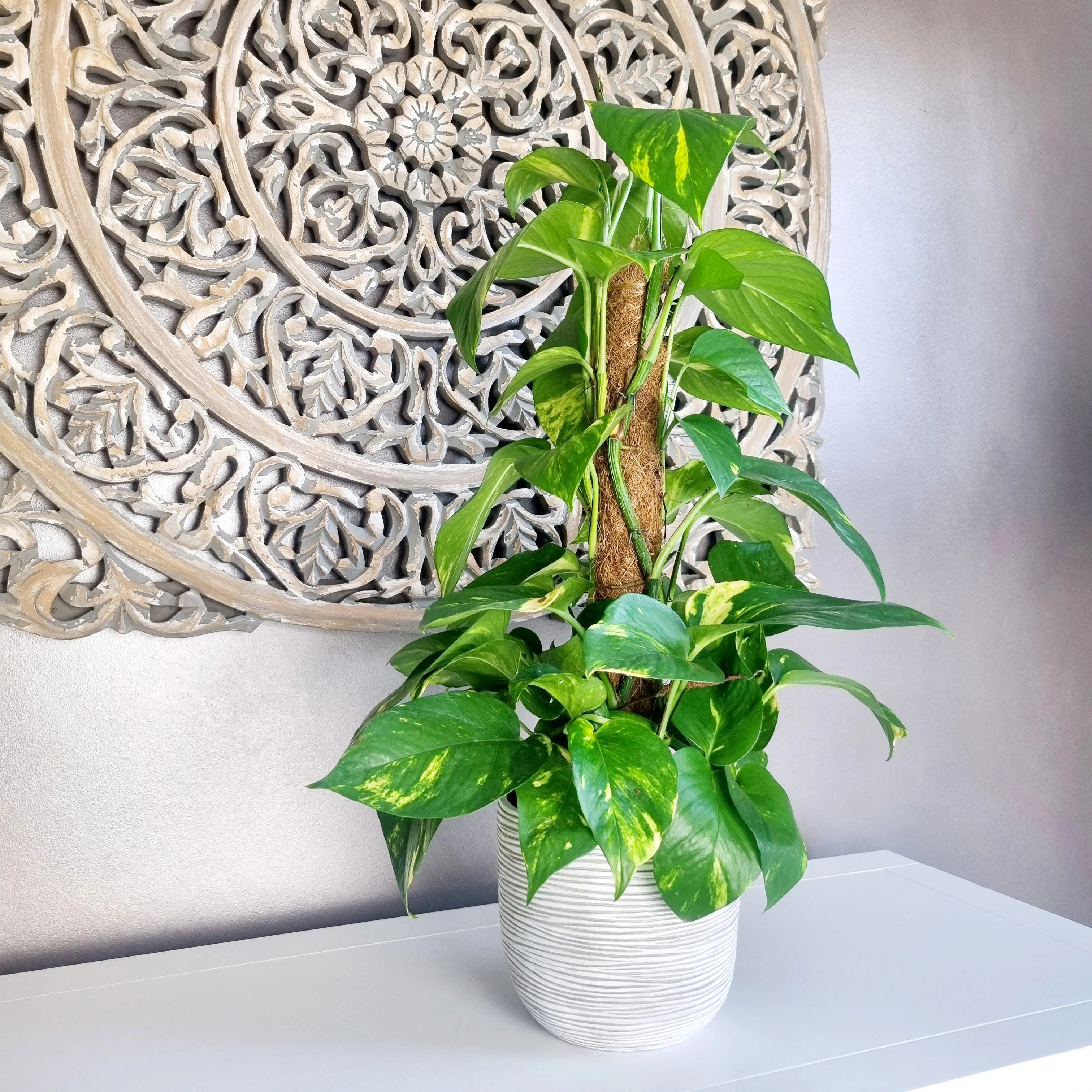 Scindapsus Epipremnum 'Aureum' avec tige en mousse - Image 2