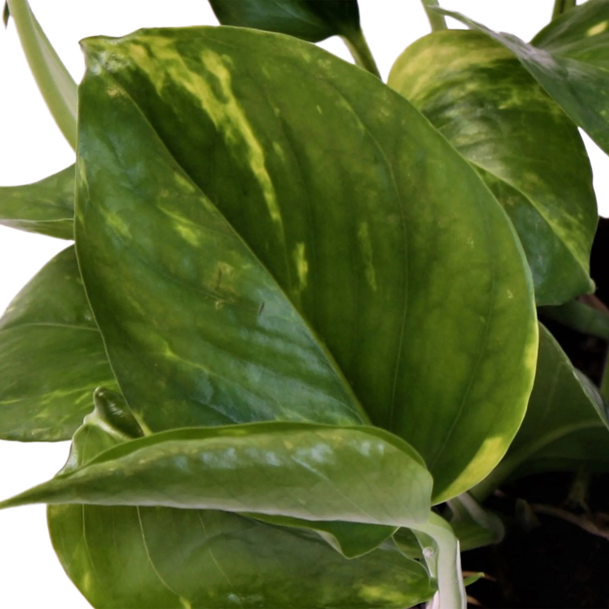 Scindapsus Epipremnum 'Aureum'  - Plante suspendue - Image 2