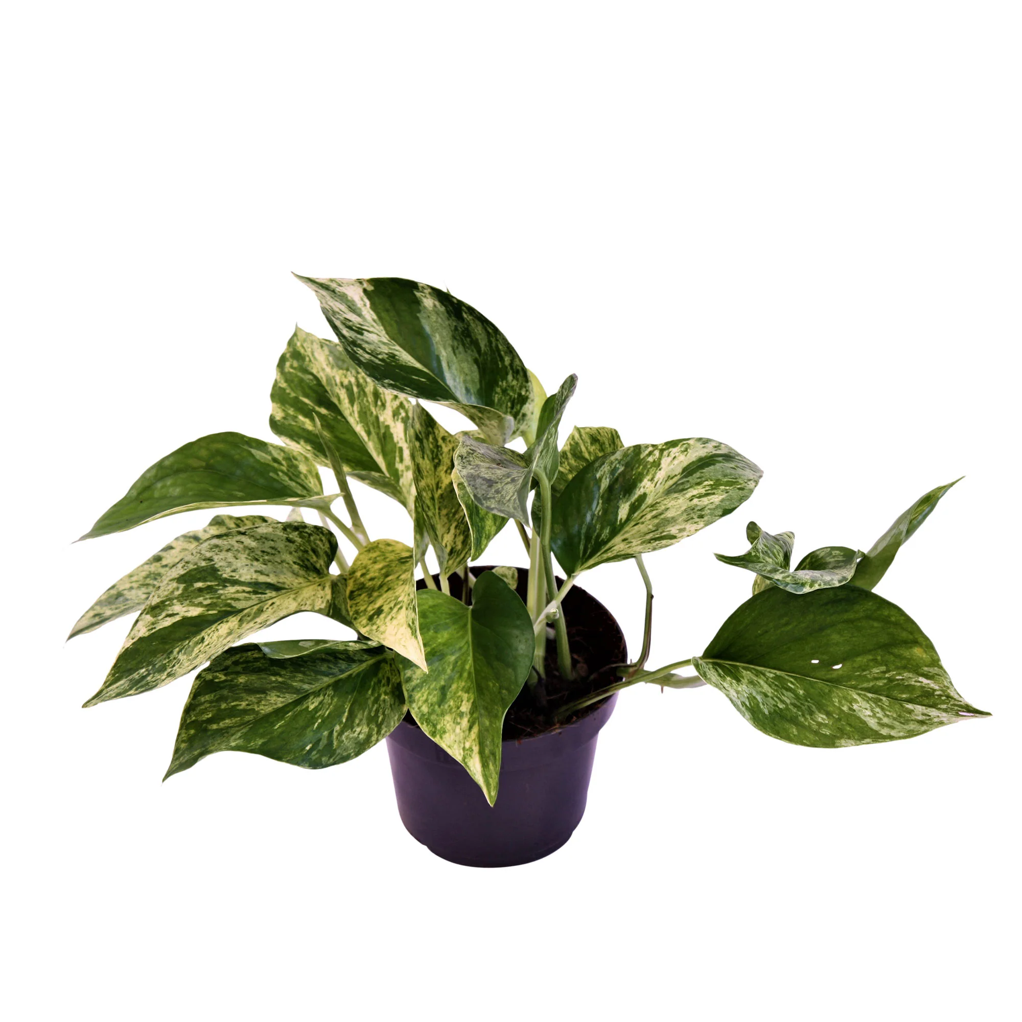 Scindapsus Epipremnum 'Marble Queen' - Image 4