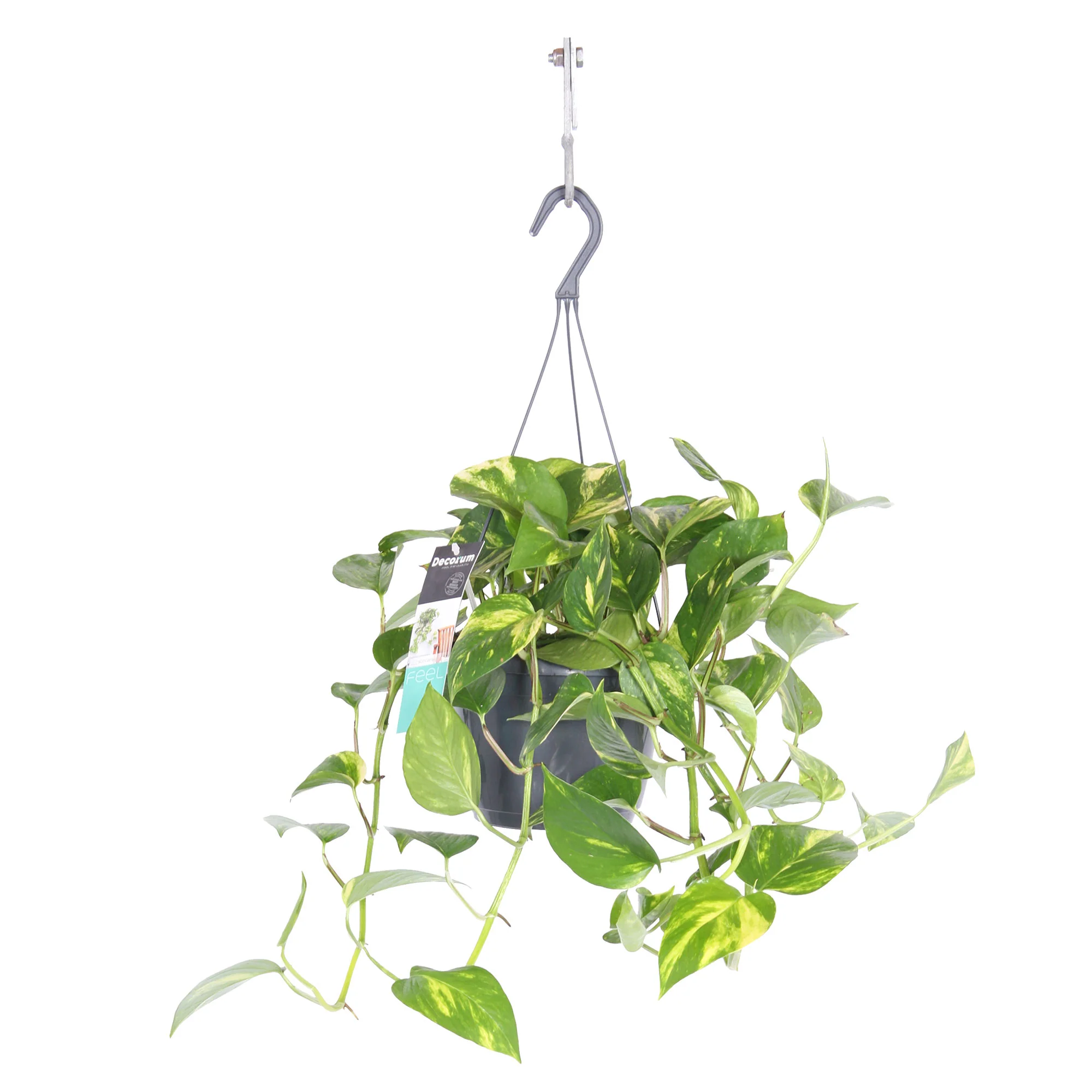 Scindapsus Epipremnum 'Marble Queen' - Image 5