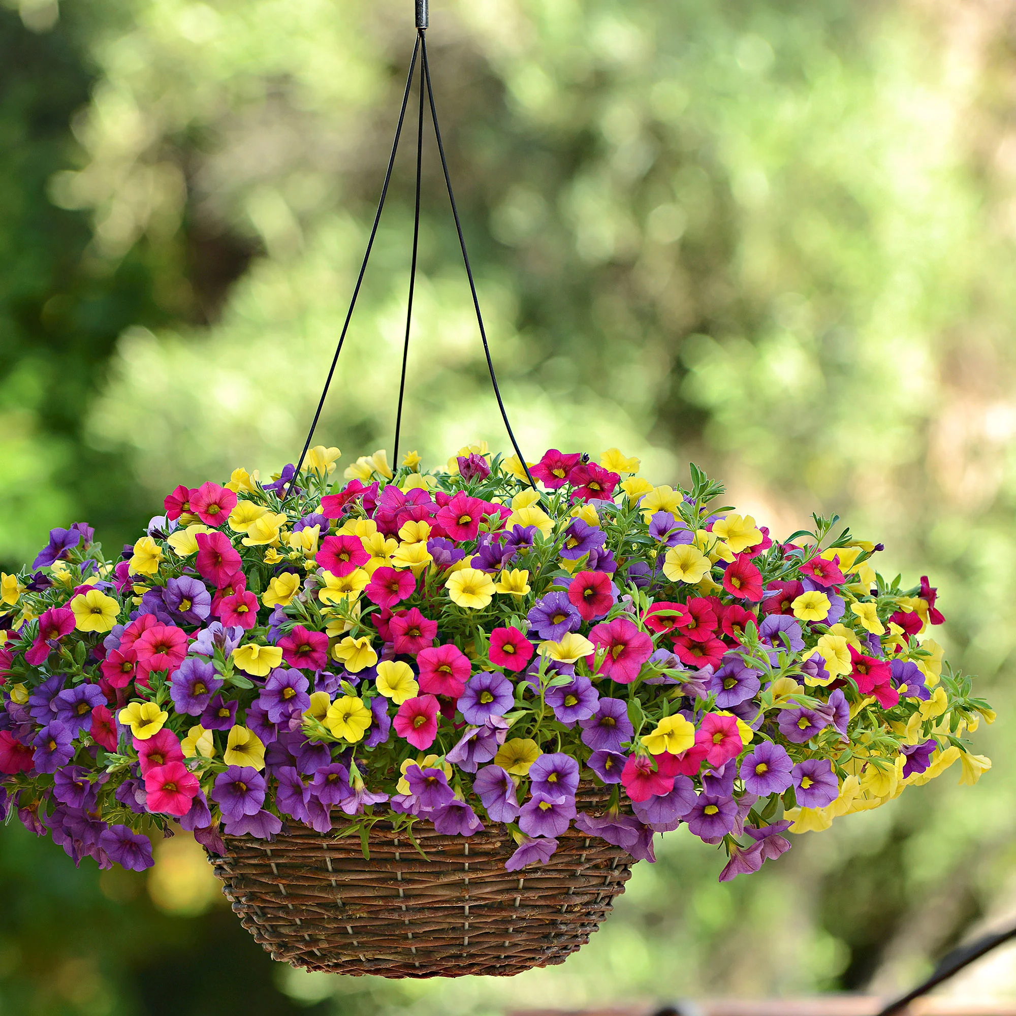 Semences de fleurs Jaune-Rose-Violet - Image 2