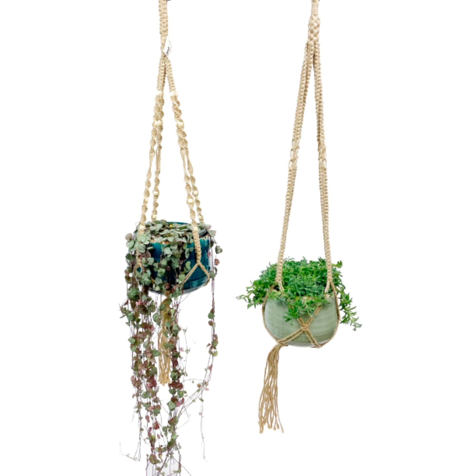 Senecio peregrinus gris avec cache-pot vert menthe et suspension macramé et Chaîne des cœurs Ceropegia woodii avec cache-pot bleu et suspension macramé - Plante suspendue