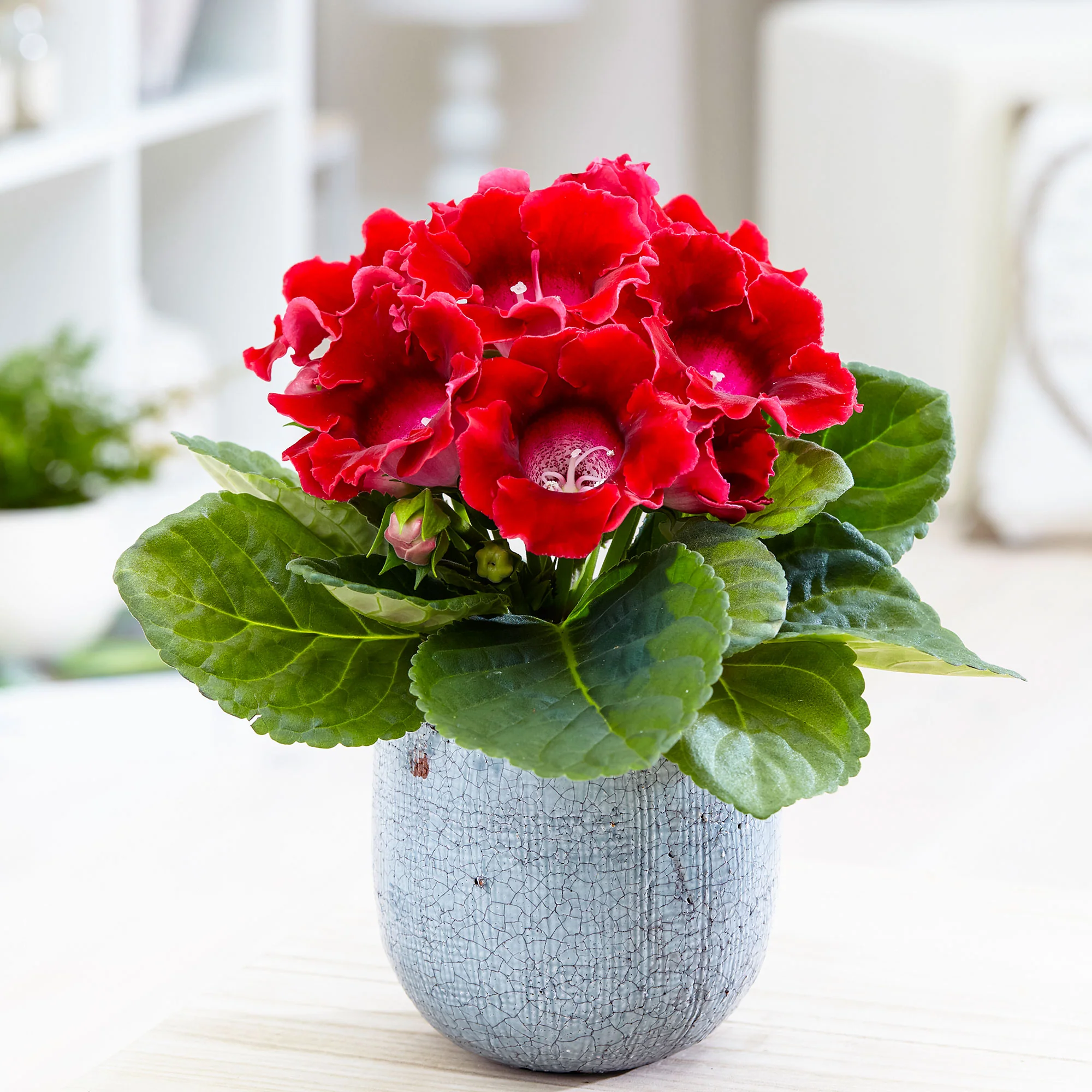 Sinningia speciosa Rouge - Image 3
