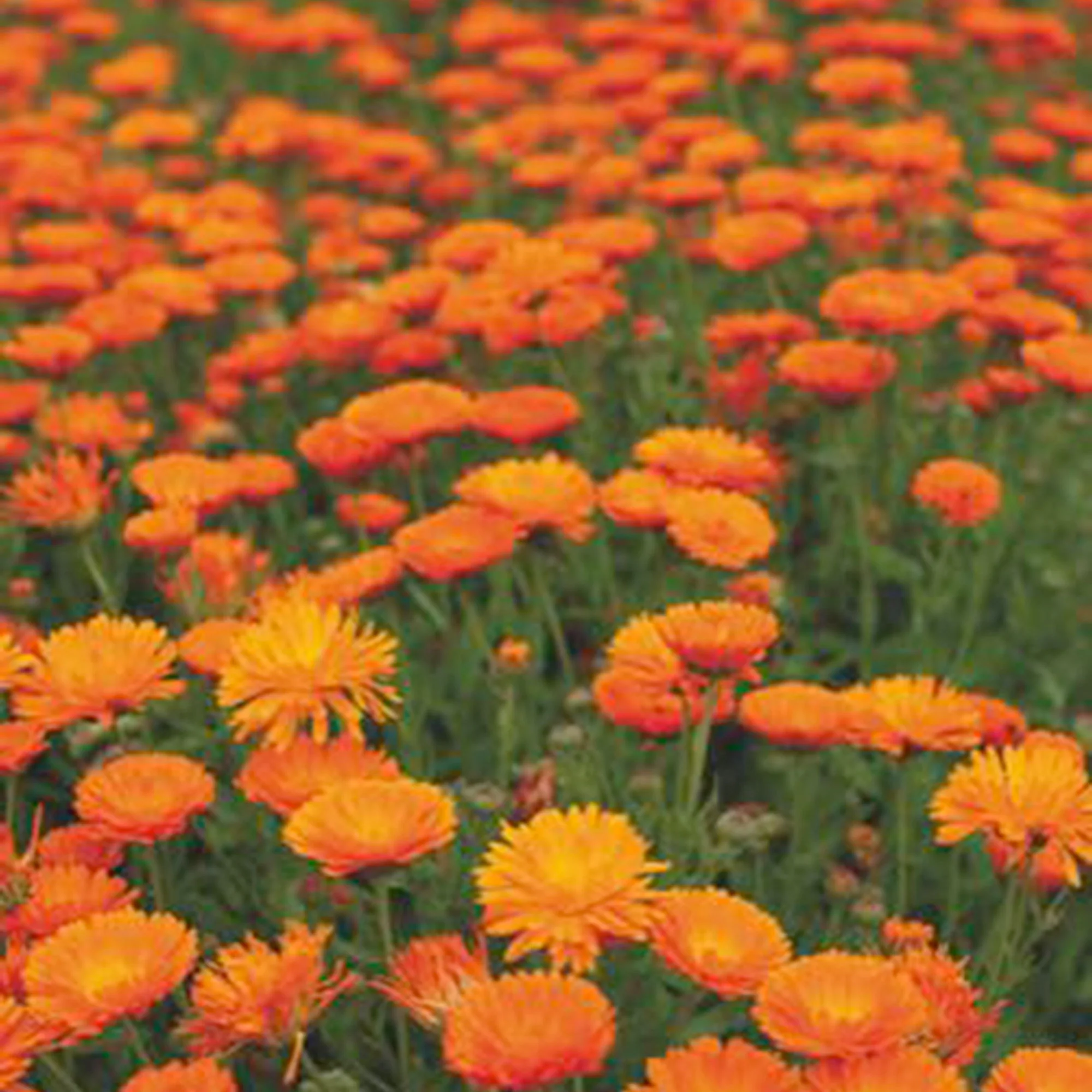 Souci Calendula 'Ball' - Biologique orangé 3 m² - Semences de fleurs