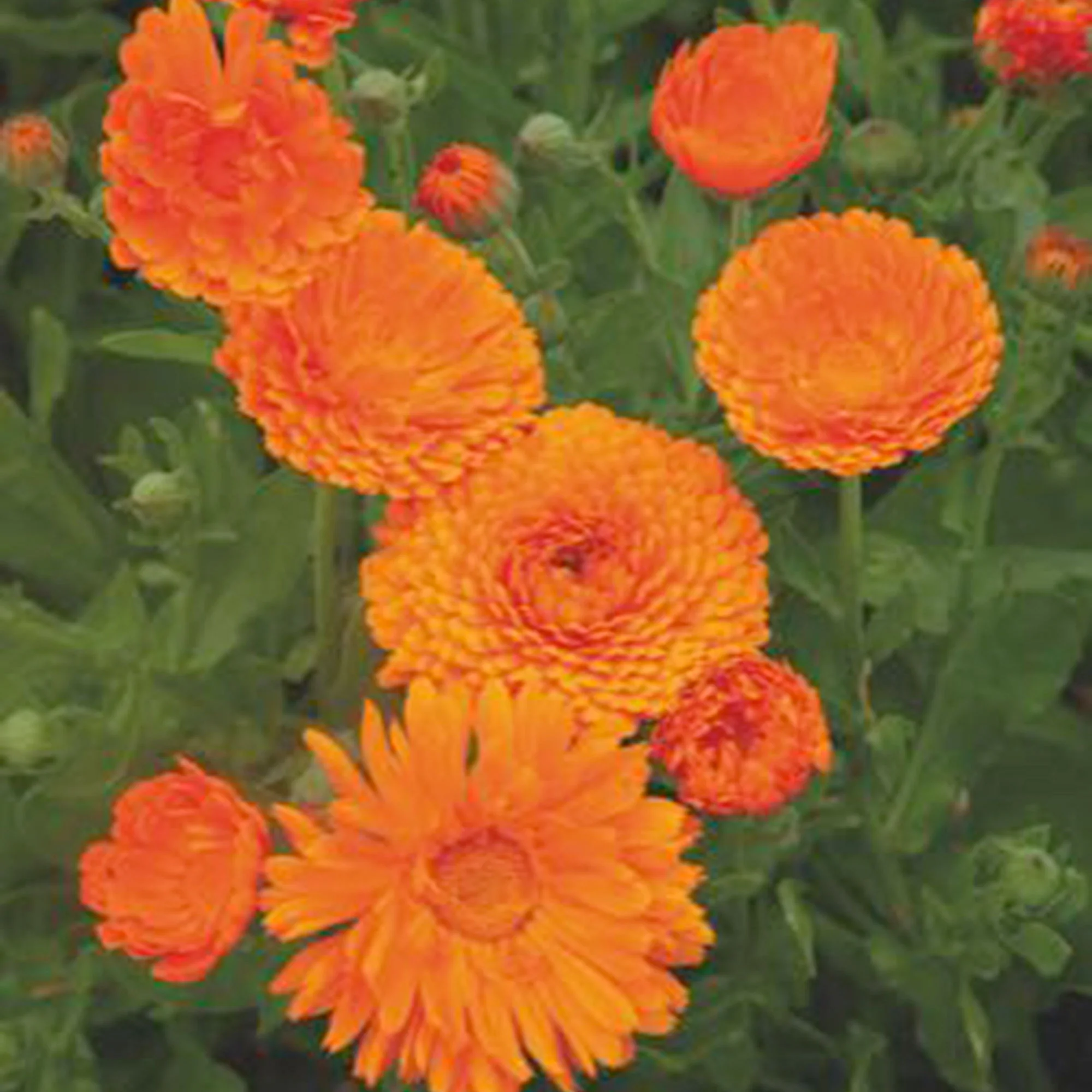 Souci Calendula 'Ball' - Biologique orangé 3 m² - Semences de fleurs - Image 3