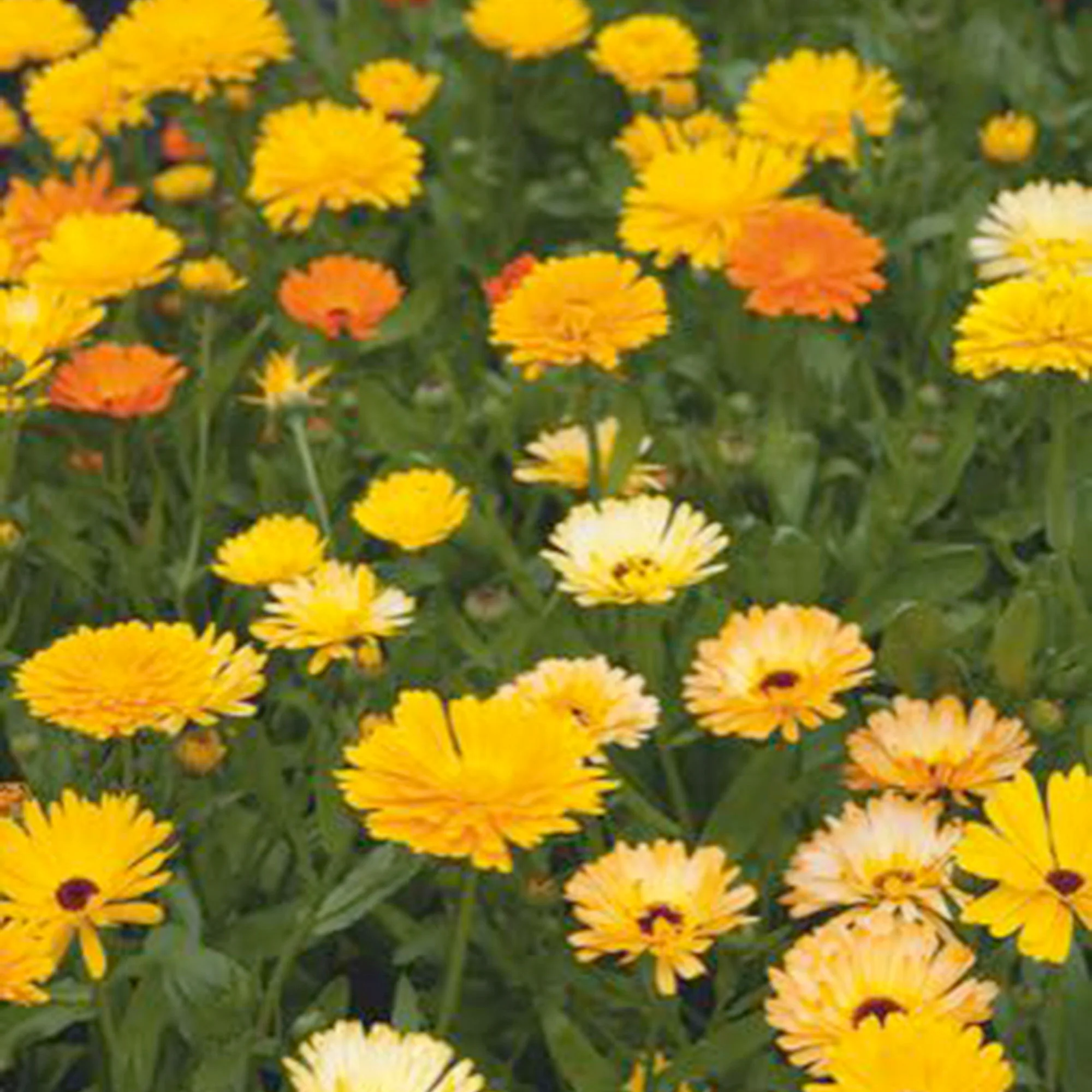 Souci Calendula 'Pacific Beauty' - Mélange jaune-orangé-blanc 2,5 m² - Semences de fleurs
