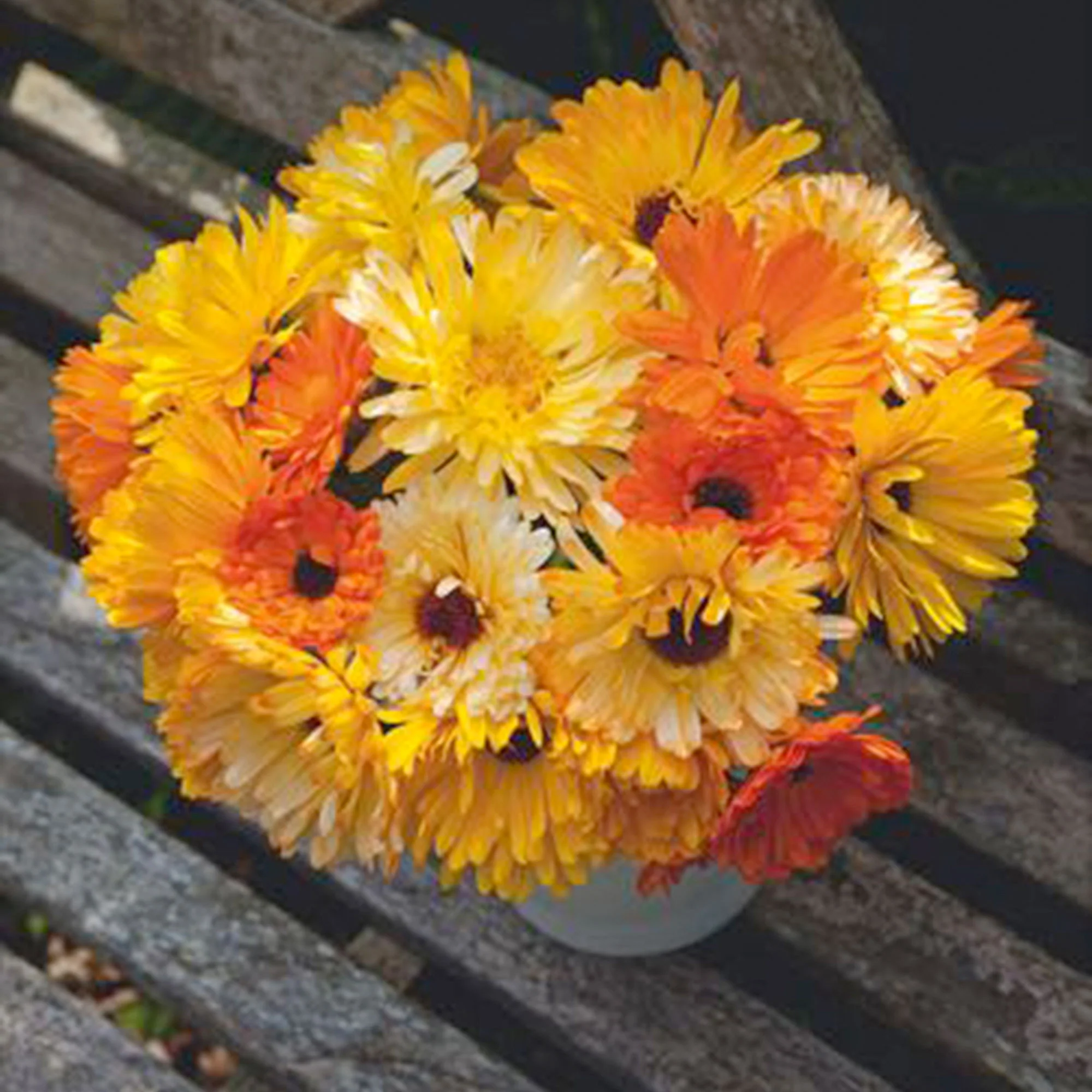 Souci Calendula 'Pacific Beauty' - Mélange jaune-orangé-blanc 2,5 m² - Semences de fleurs - Image 3