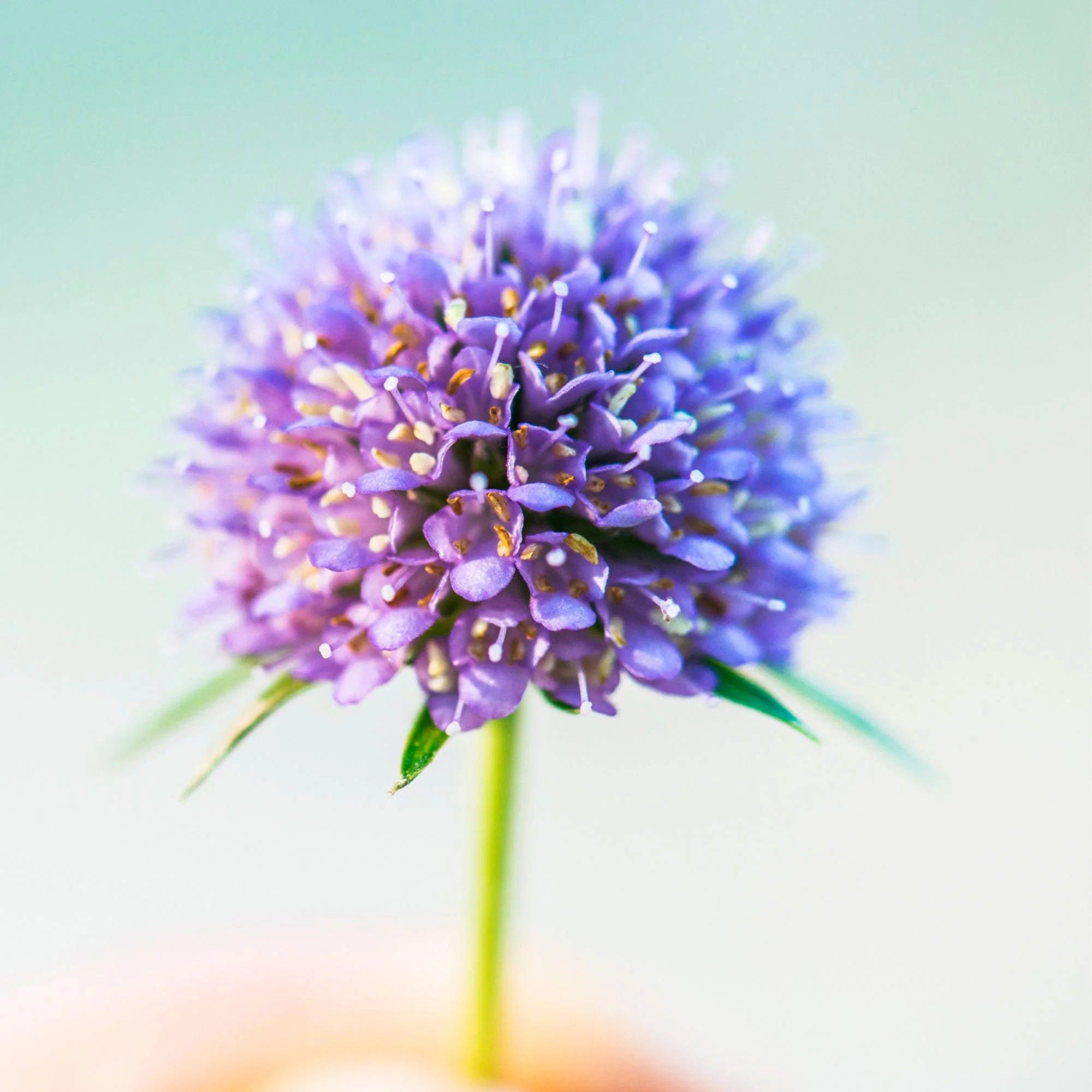 Succise des prés Succisa pratensis Violet - Bio - Image 3