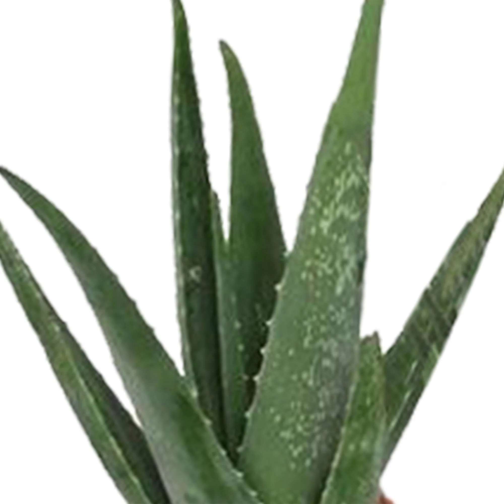 Succulente - Image 3