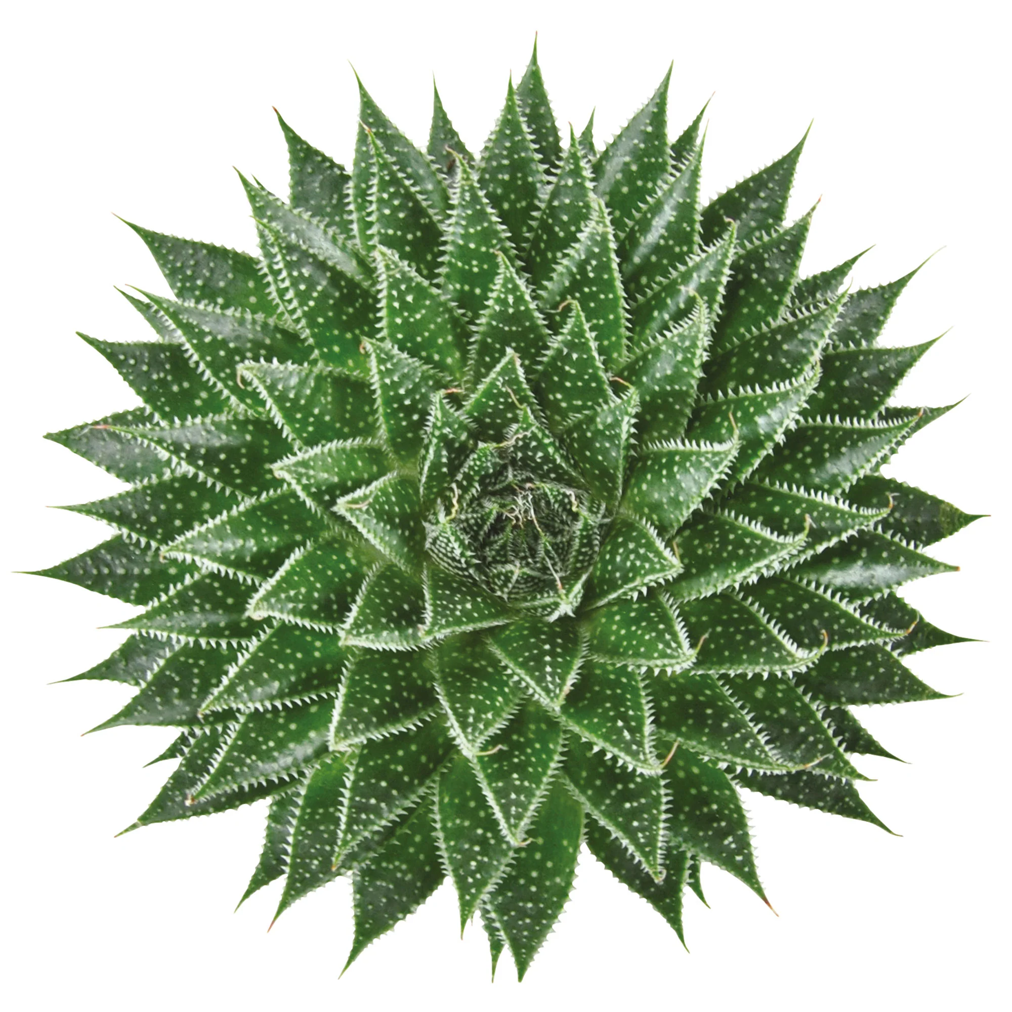 Succulente Aloë 'Magic' - Image 2