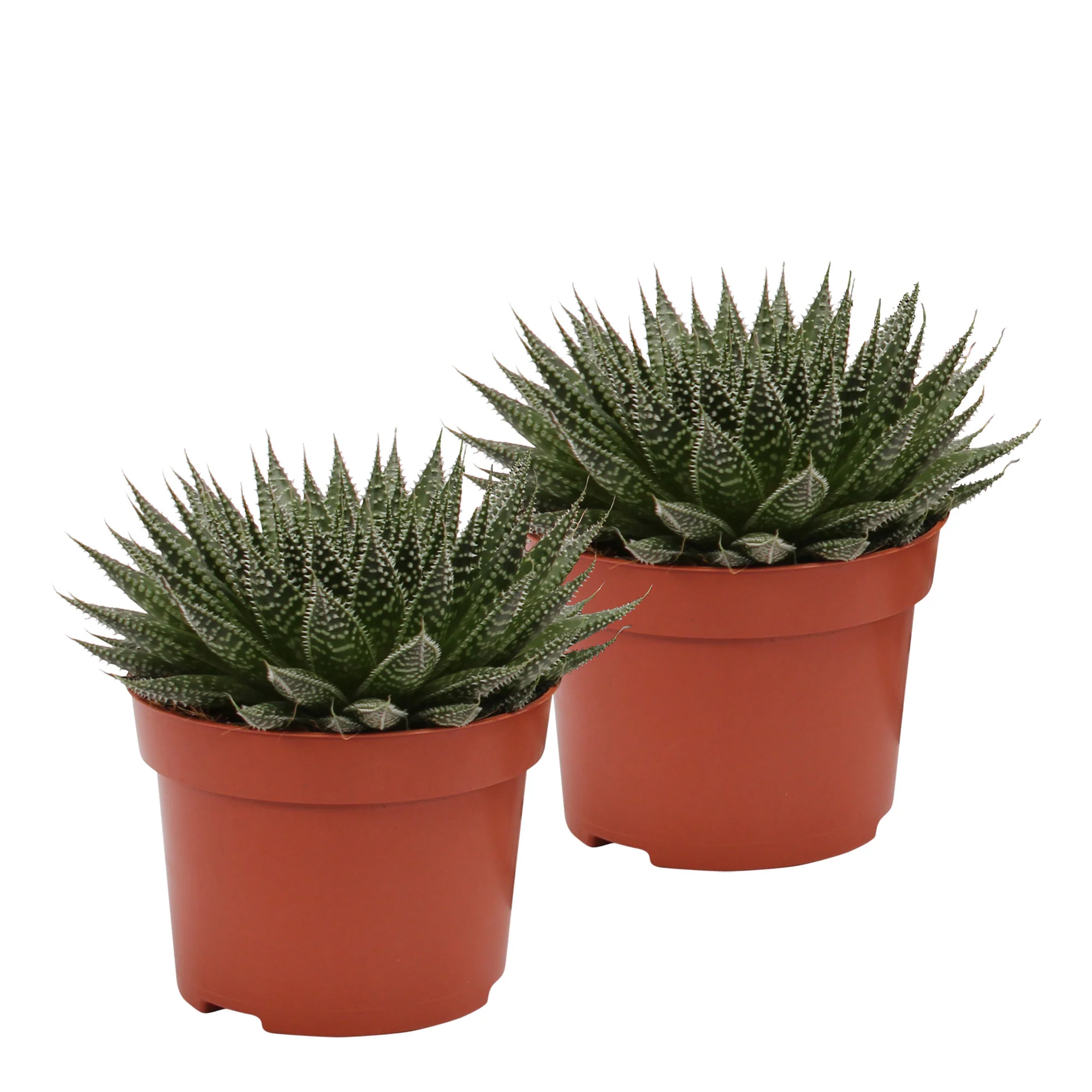 Succulente Aloë 'Magic' - Image 3