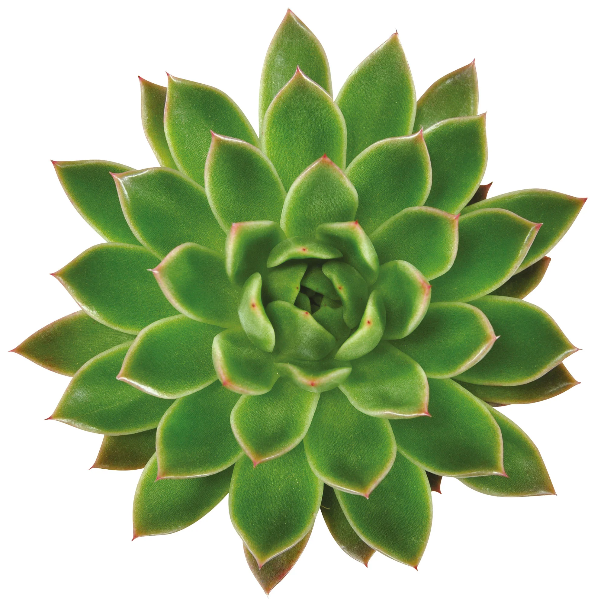 Succulente Echeveria agavoides vert - Image 2