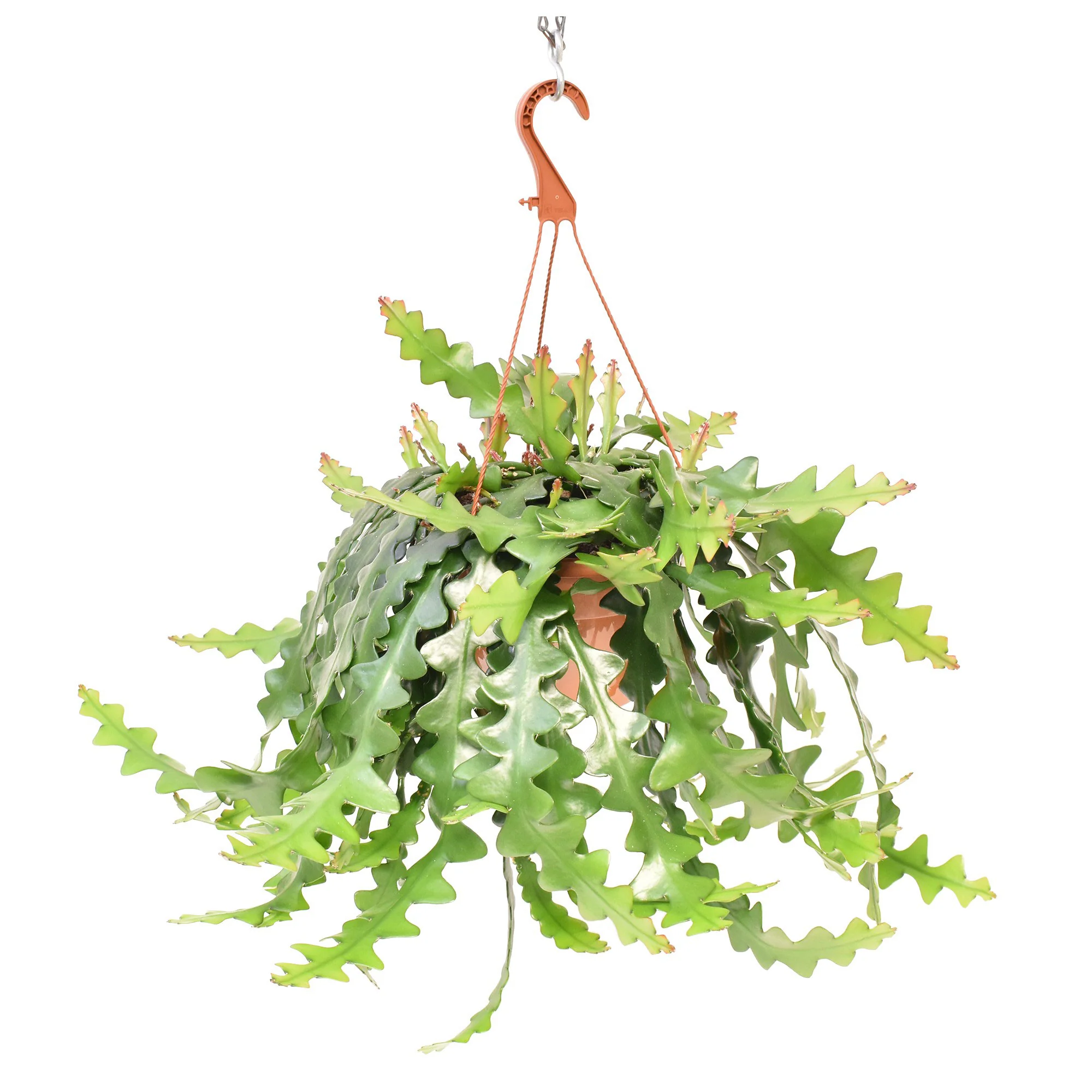 Succulente Selenicereus anthonyanus  - Plante suspendue - Image 3