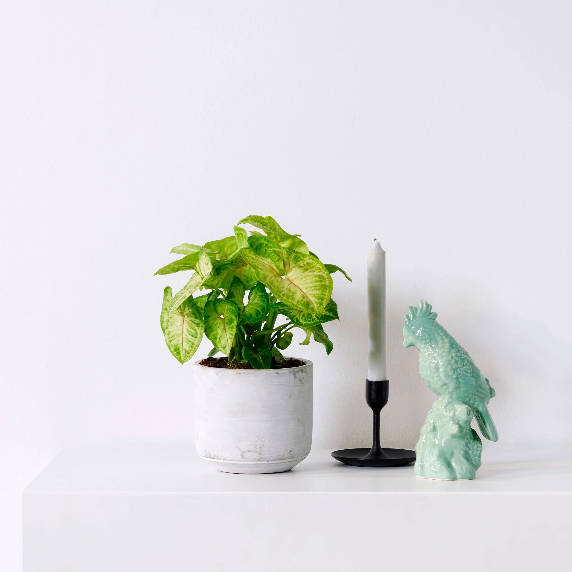 Syngonium 'Golden Alusion' - Image 2
