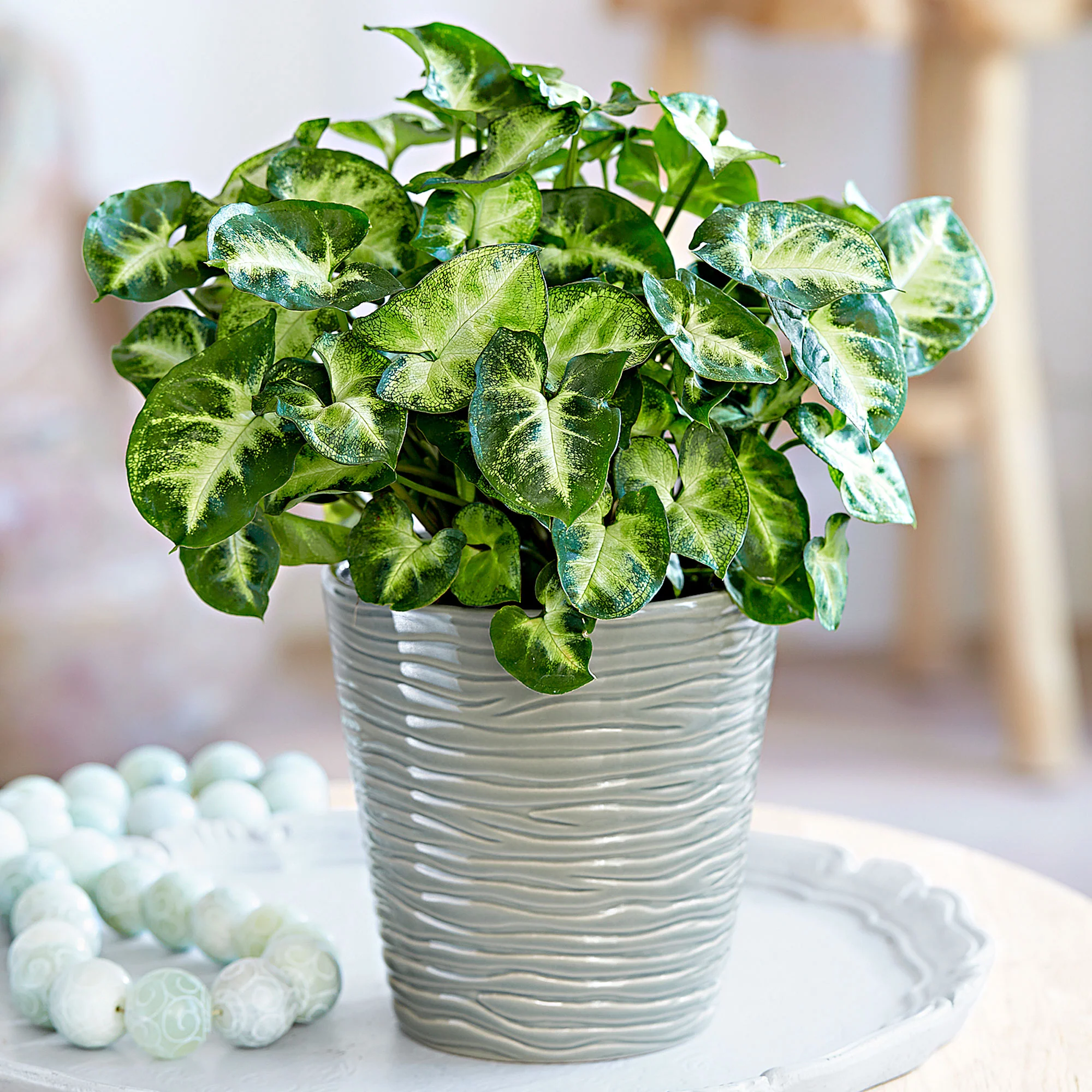 Syngonium 'Pixie'