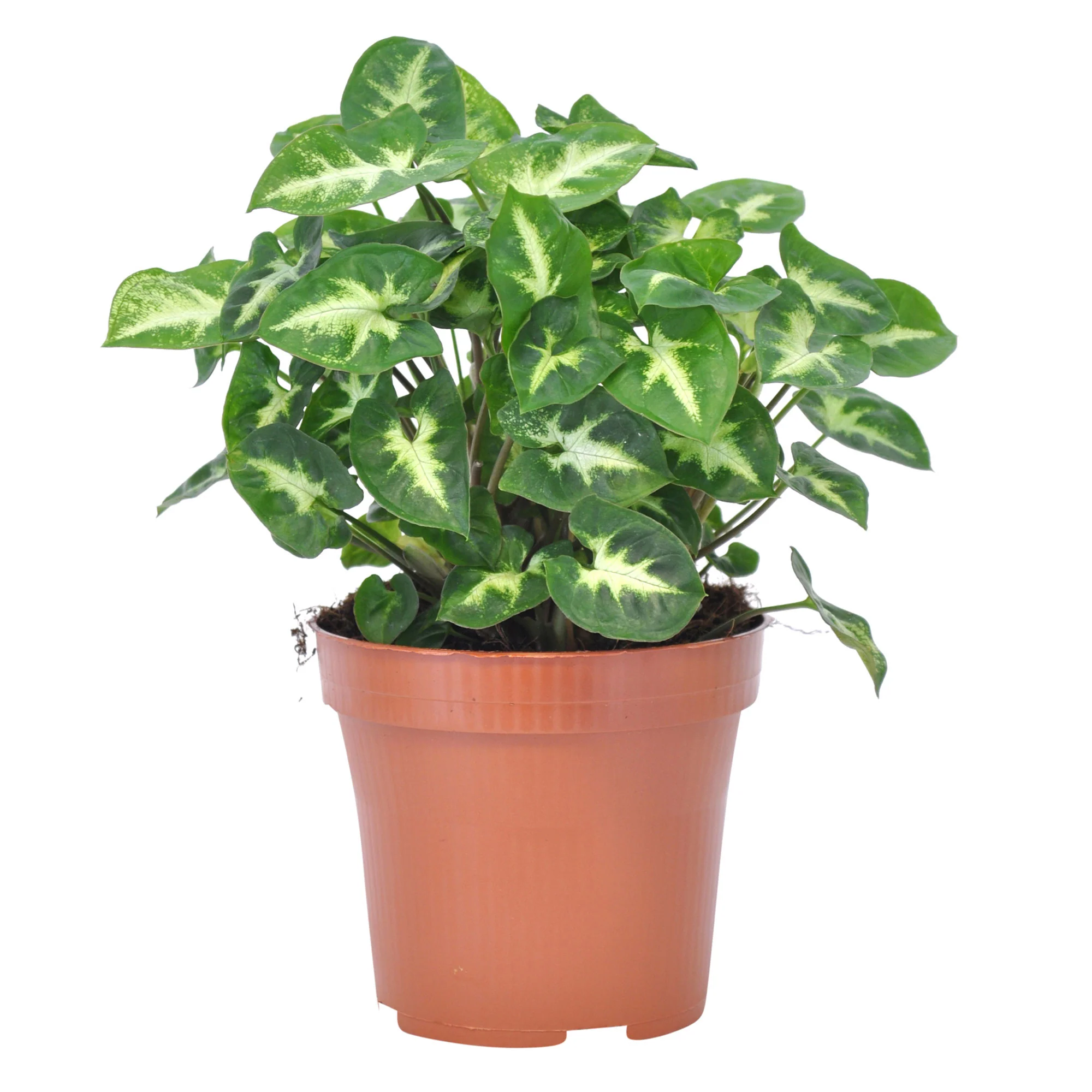 Syngonium 'Pixie' - Image 4
