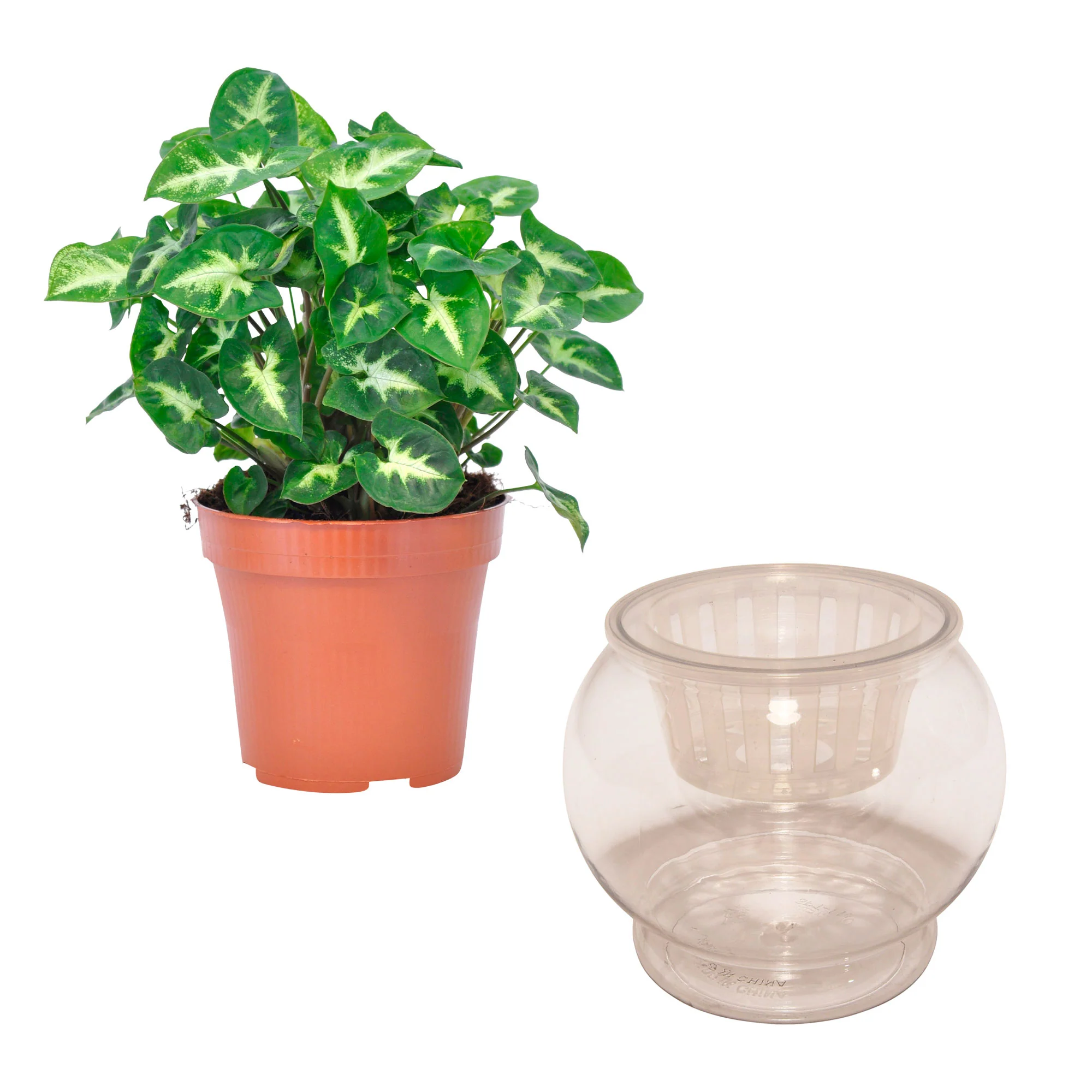 Syngonium 'Pixie' avec pot d'hydroculture - Hydroponique - Image 5