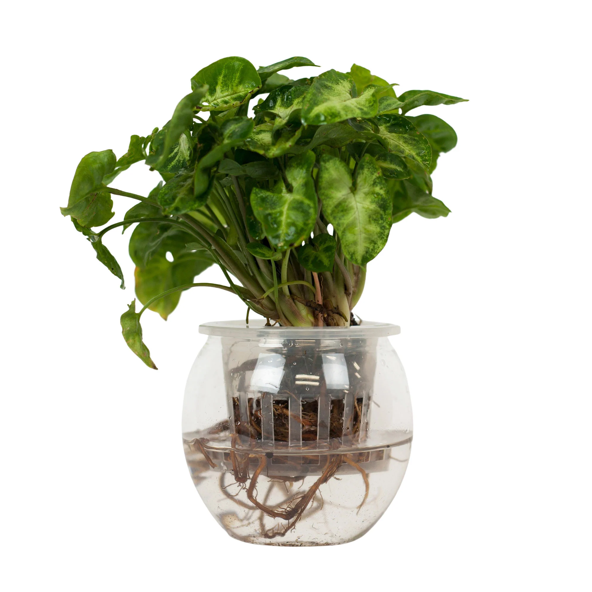 Syngonium 'Pixie' avec pot d'hydroculture - Hydroponique - Image 6