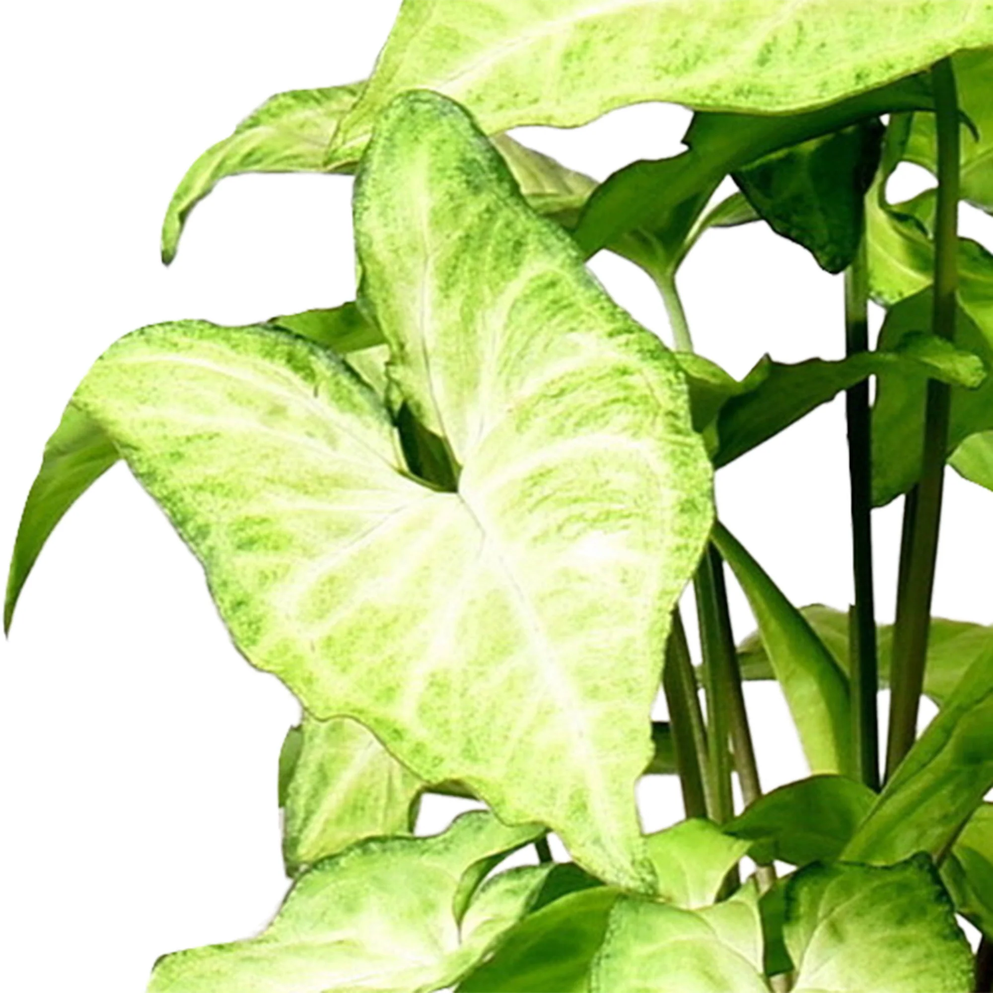 Syngonium 'White Butterfly' - Image 2