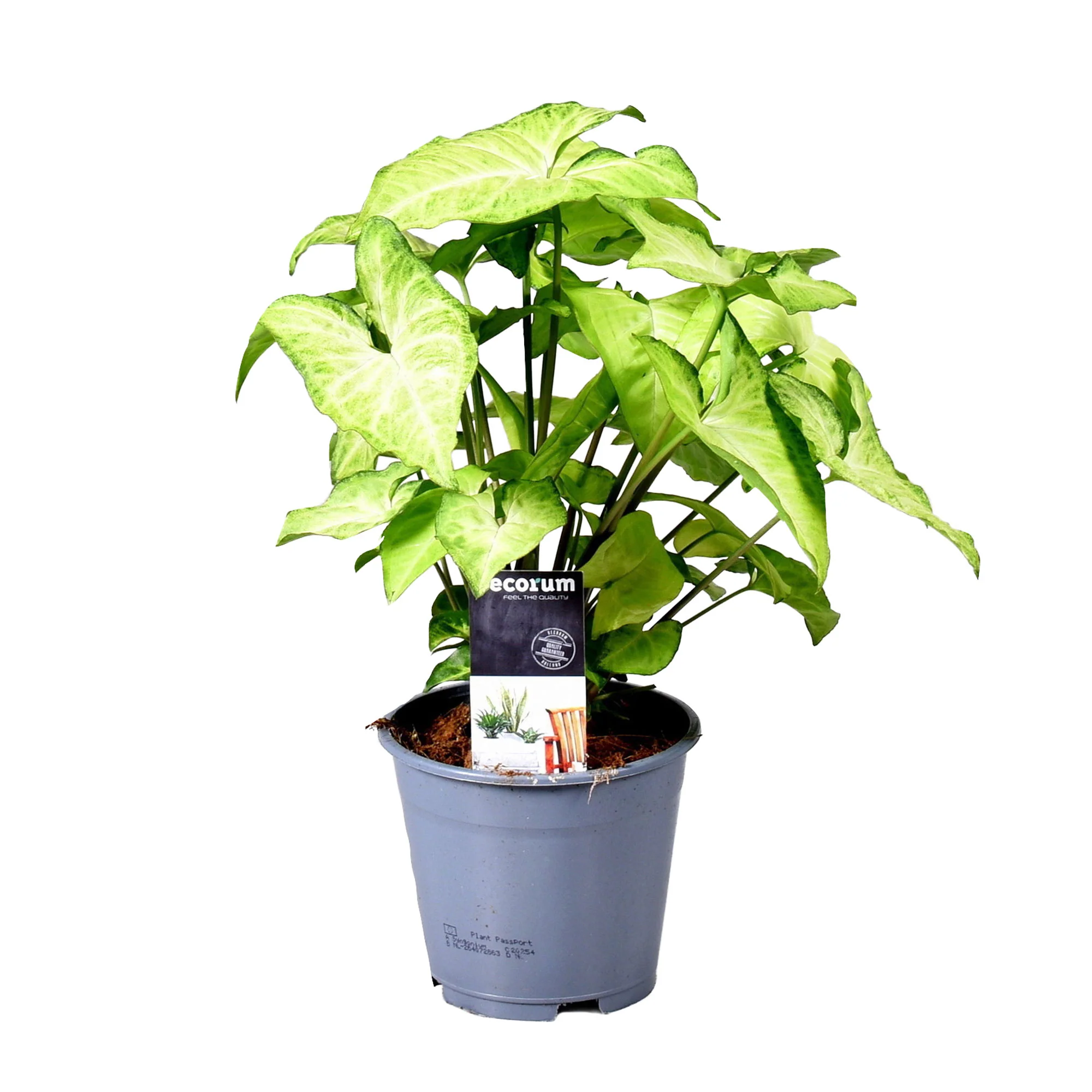 Syngonium 'White Butterfly' - Image 3
