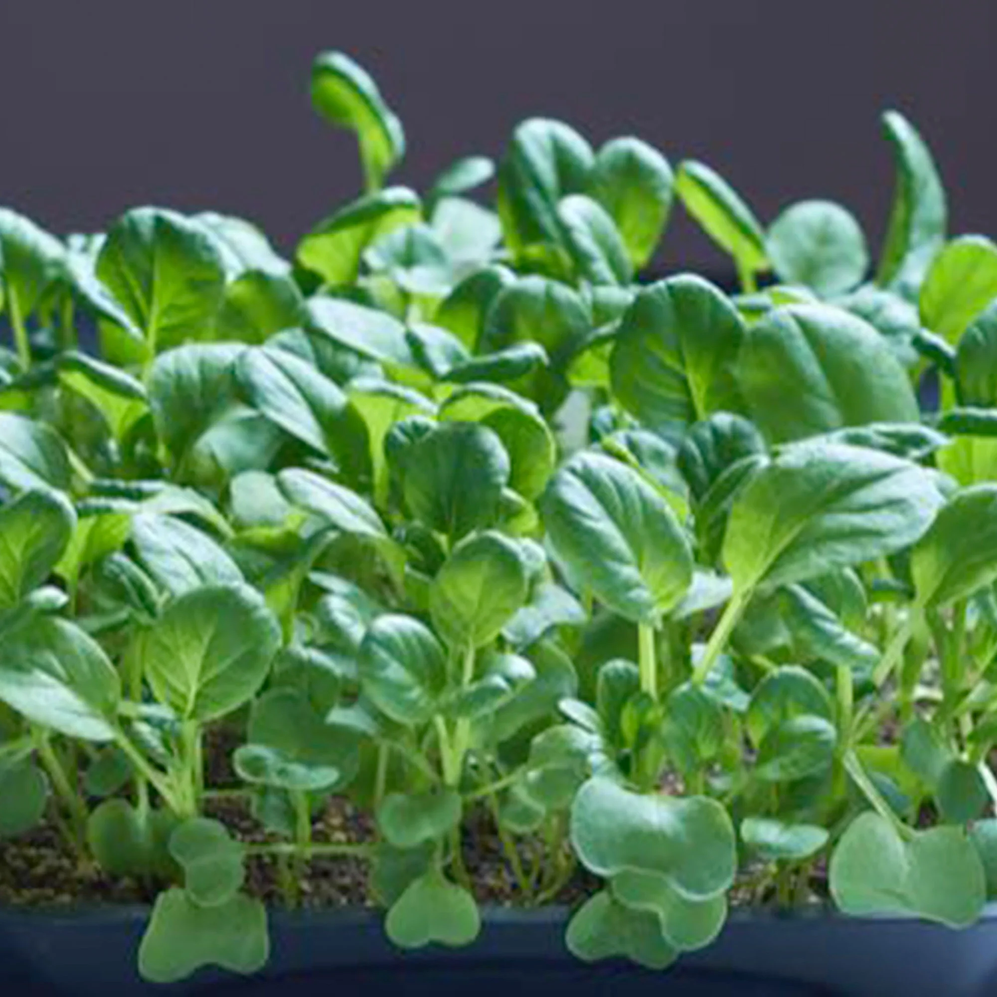 Tatsoi Brassica narinosa - Semences de légumes - Image 5