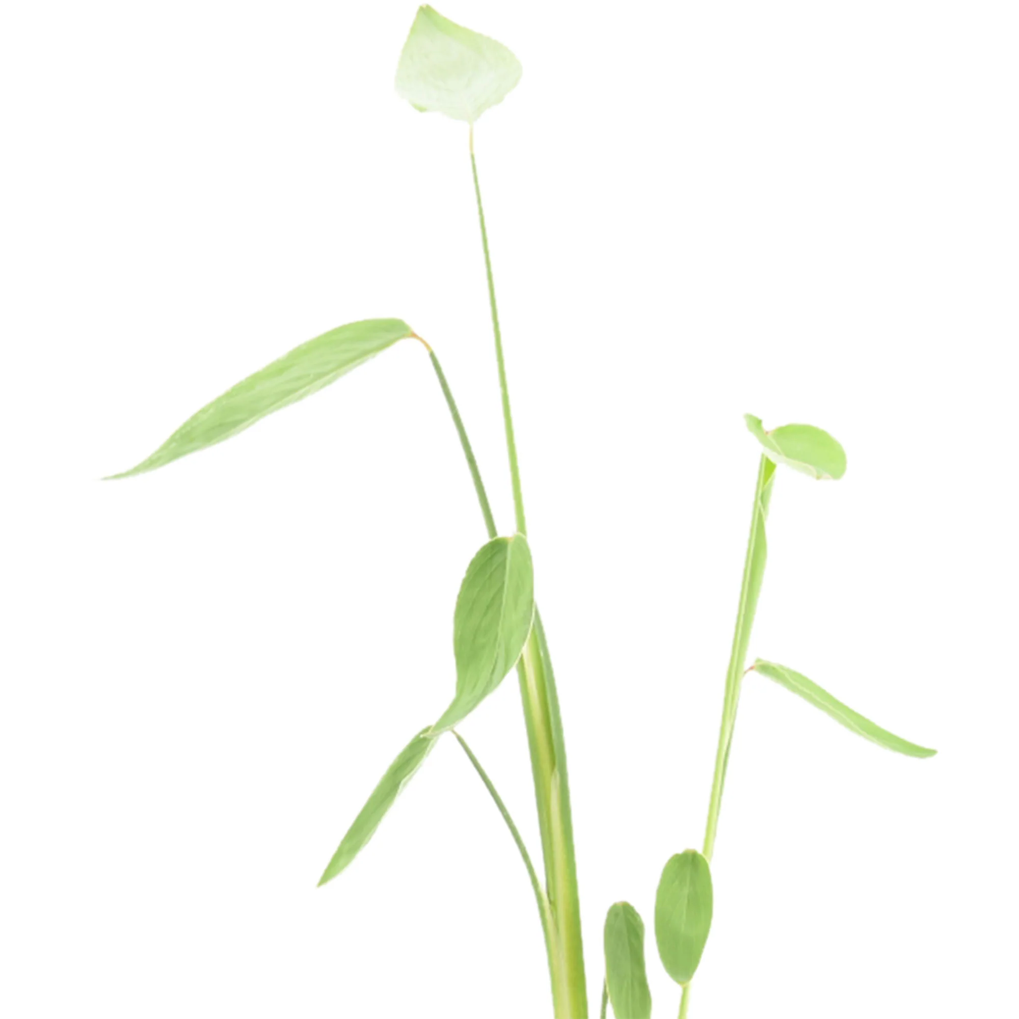 Thalie 'Dealbata' - Image 3