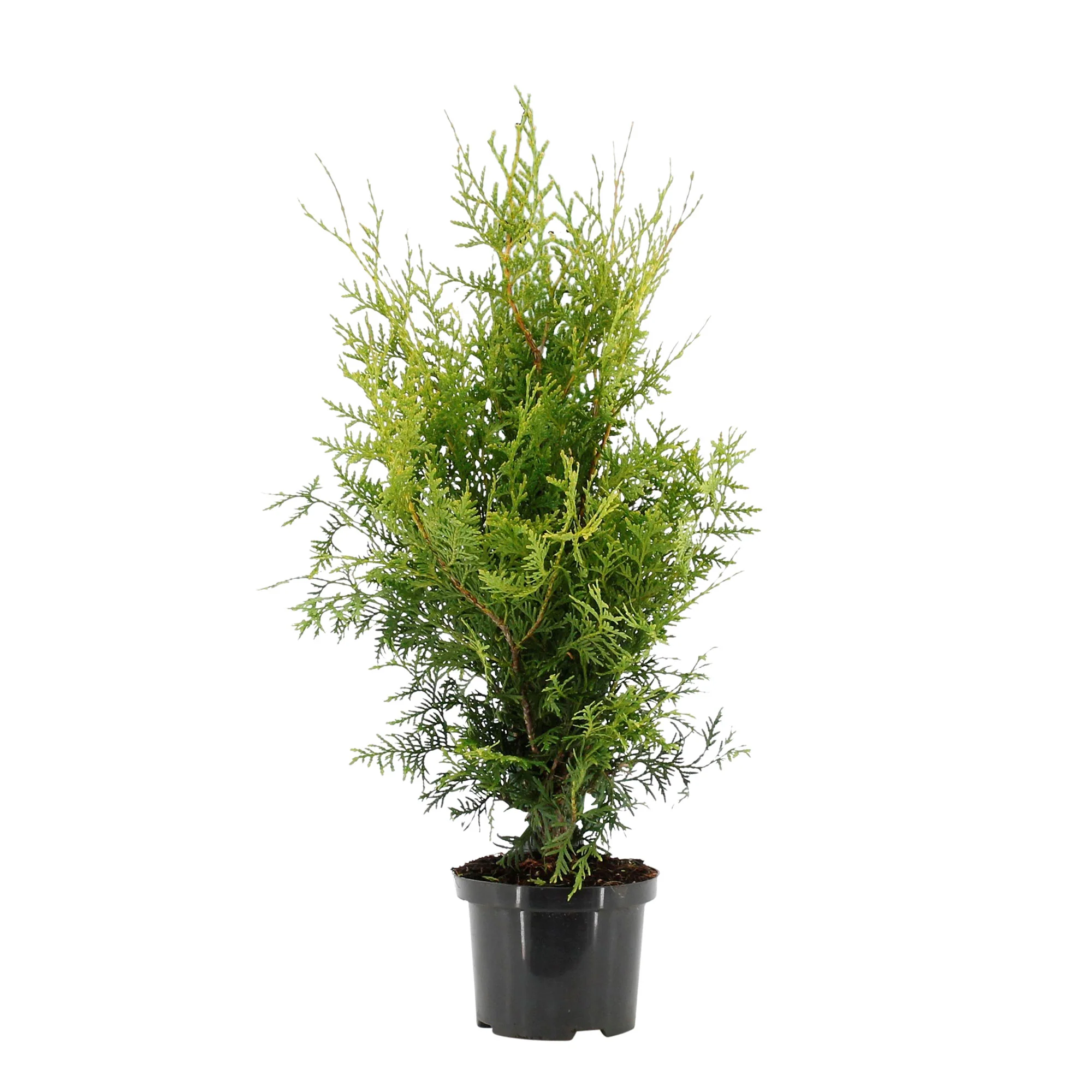 Thuya Thuja 'Brabant' - Image 2