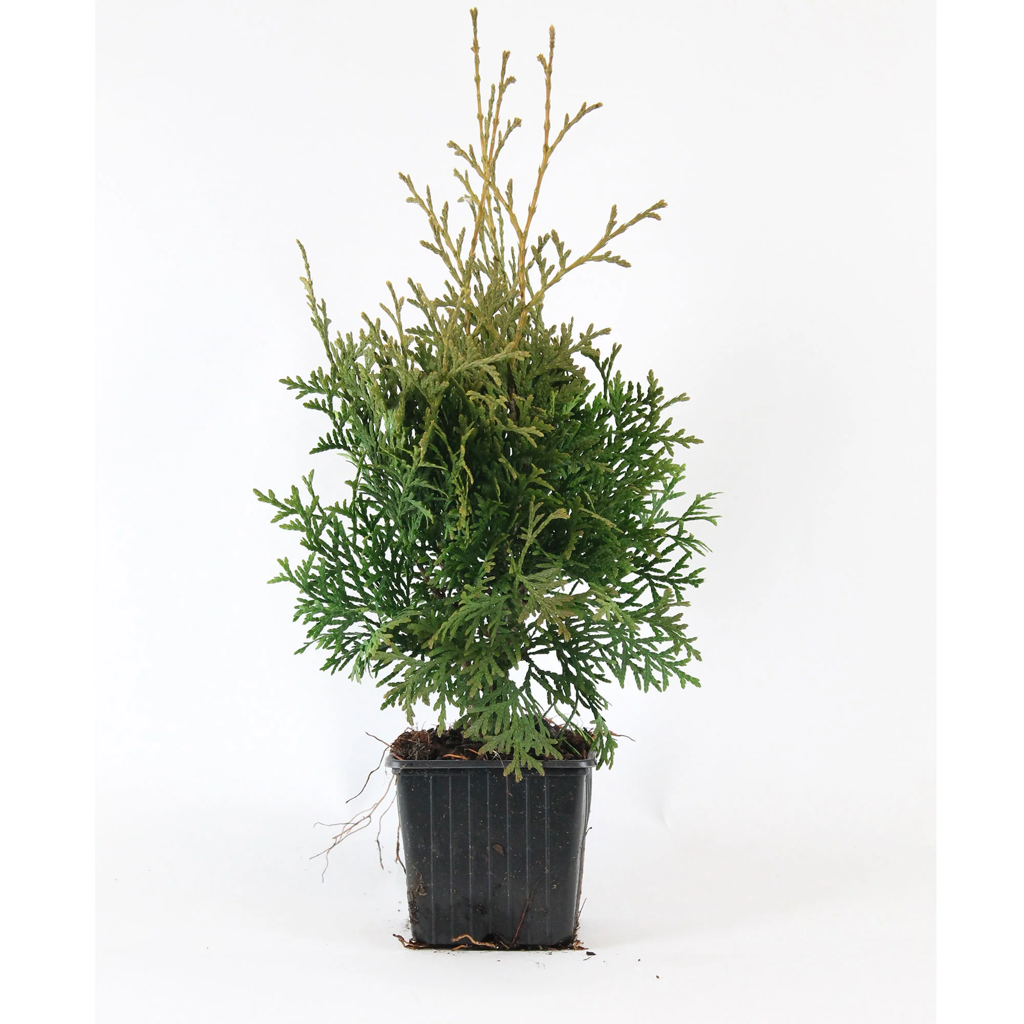 Thuya Thuja 'Pyramidalis Compacta'