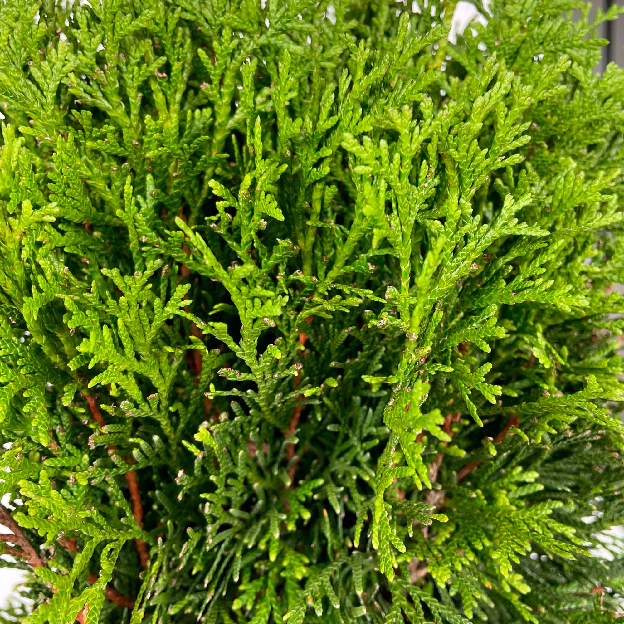 Thuya Thuja 'Smaragd' - Image 3