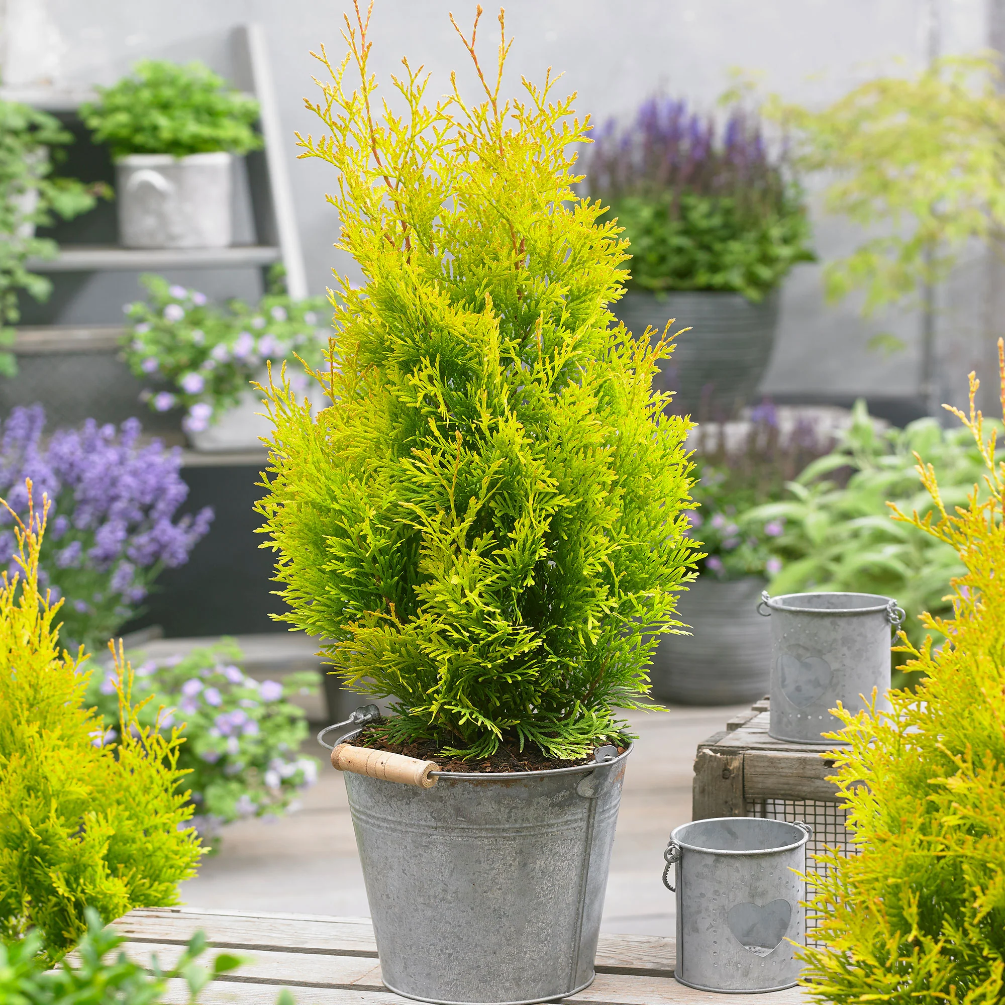 Thuya Thuja 'Sunny Smaragd' - Image 6