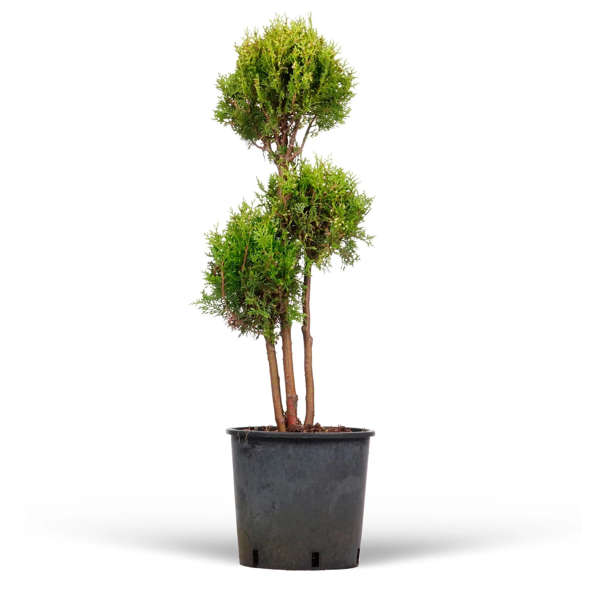 Thuya Thuja XL à boules multiples Vert-Jaune - Image 4
