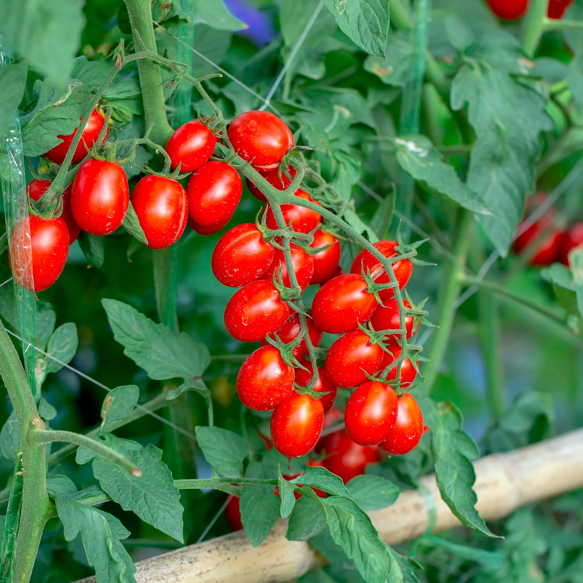 Tomate cerise Solanum 'Koralik' - Biologique - Semences de légumes - Image 2