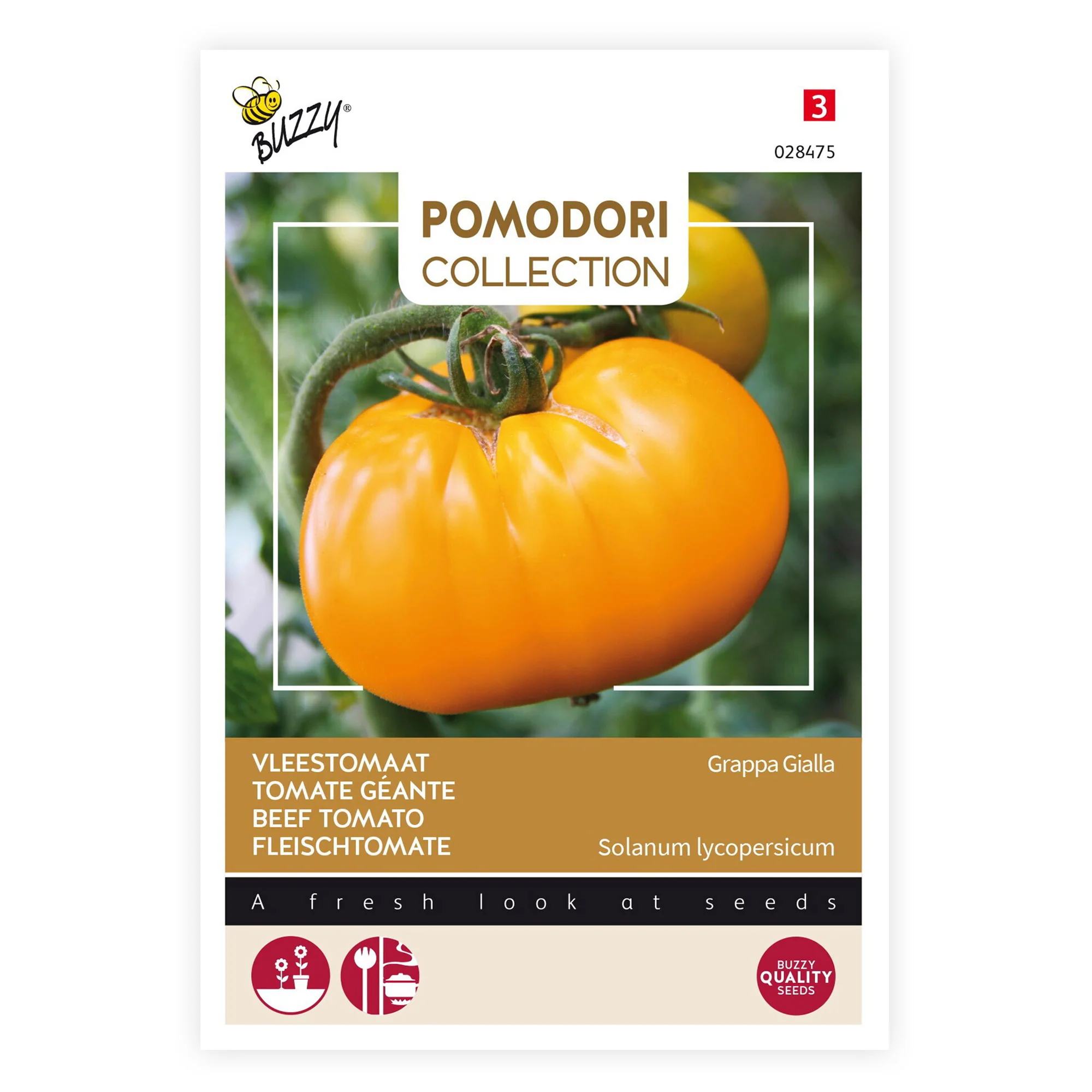 Tomate charnue Solanum 'Grappa Gialla' jaune 2 m² - Semences de légumes - Image 2