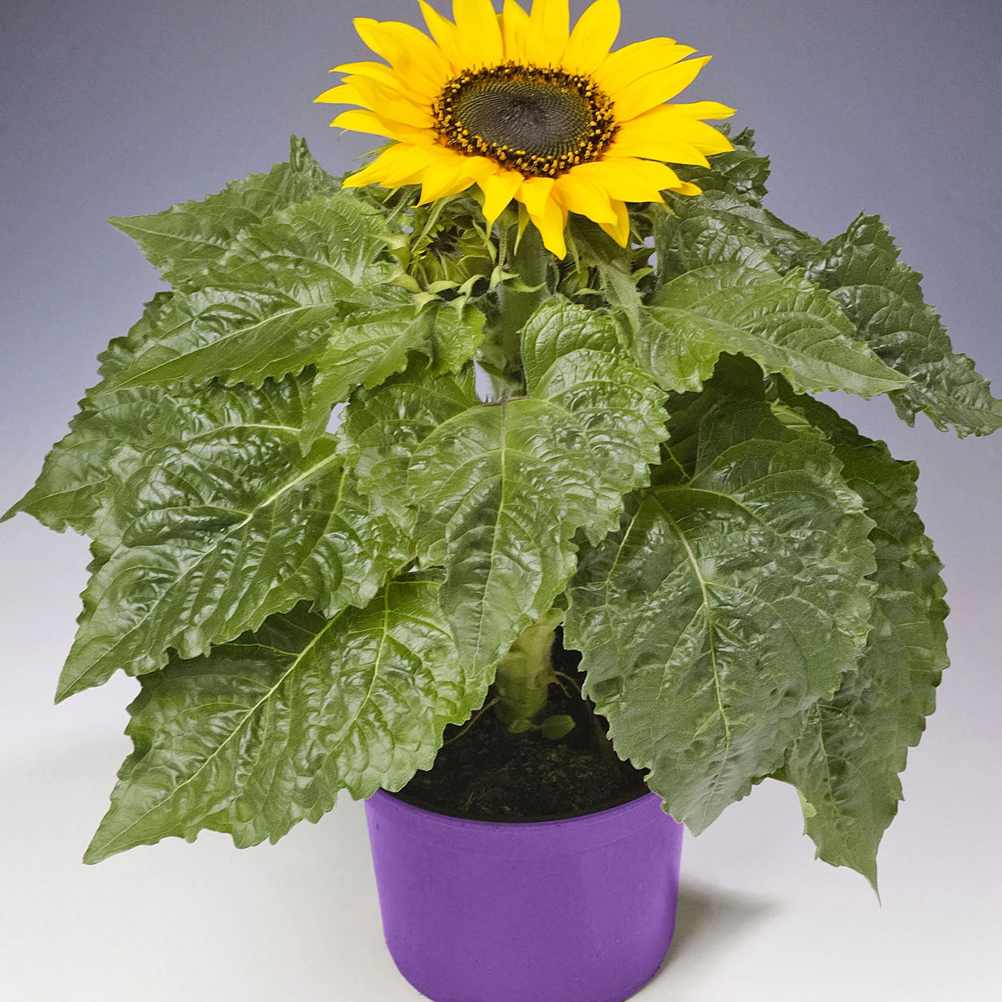 Tournesol Helianthus 'Choco Sun' Jaune - Image 2